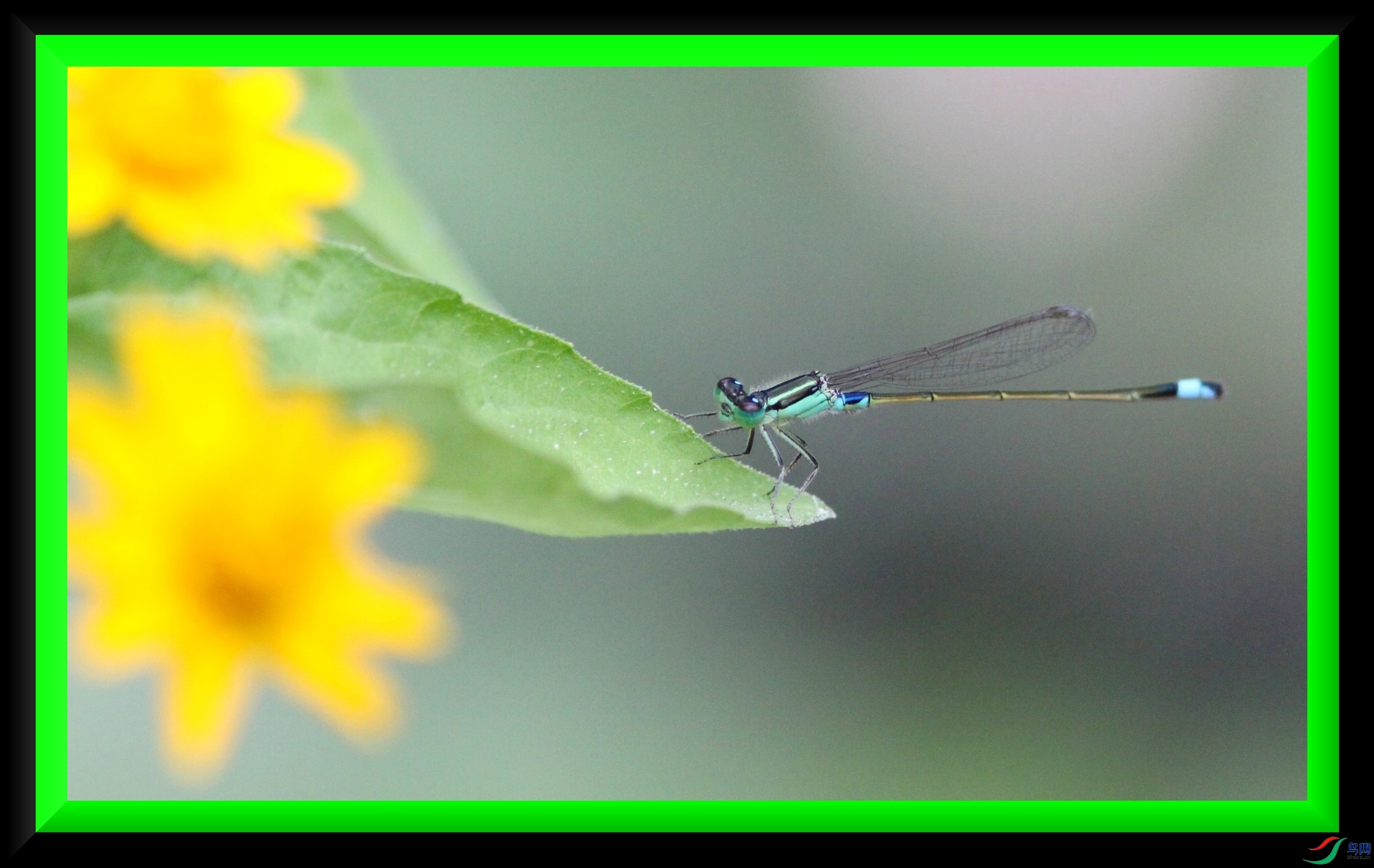 HK08(4) 524z_1_1.jpg