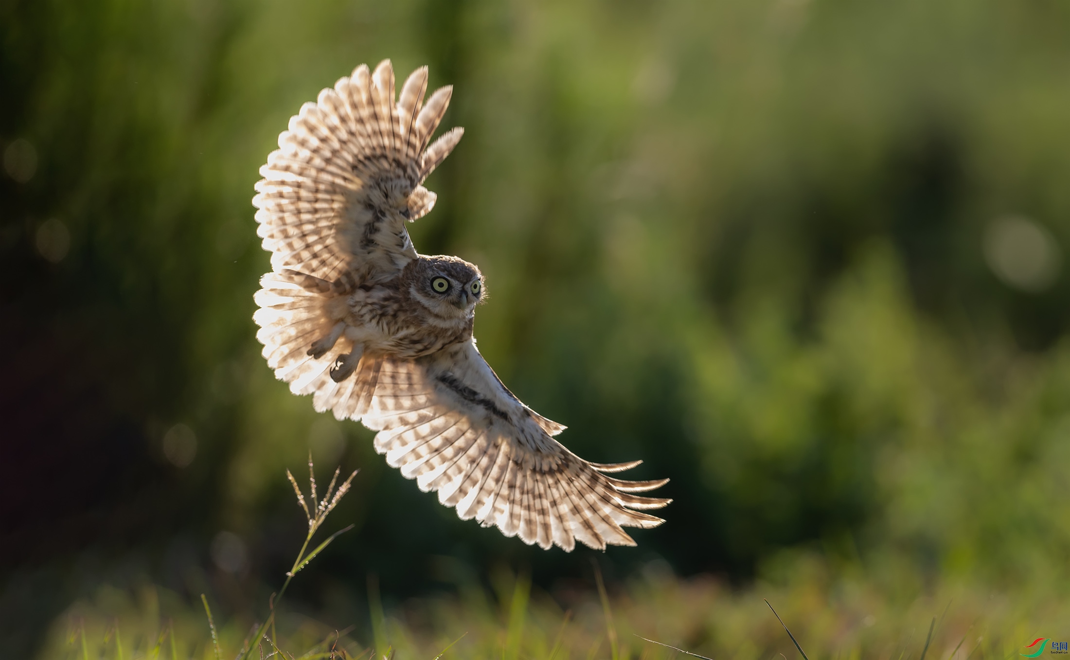 ���Ƹ�С�^