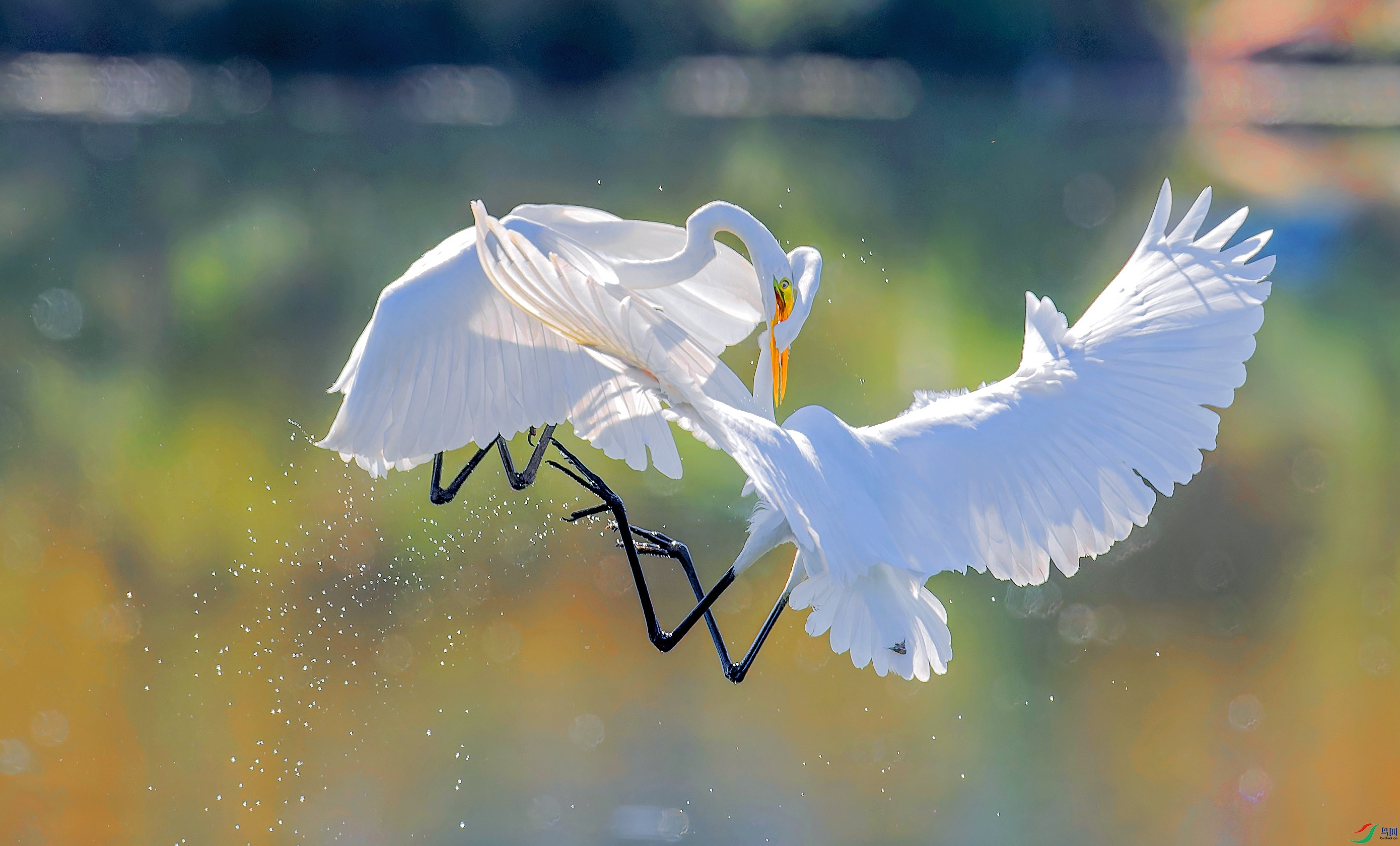 DSC_7762-NEF_DxO_DeepPRIMEXD.jpg