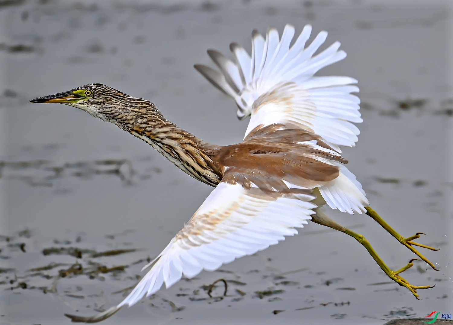 DSC_8069---_conew1.jpg