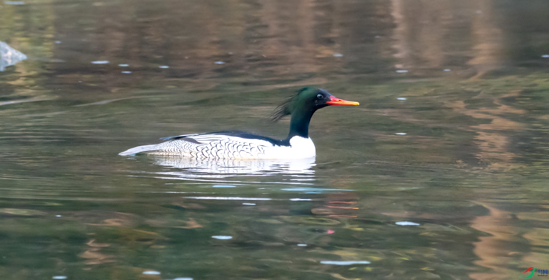 DSC_2131.jpg