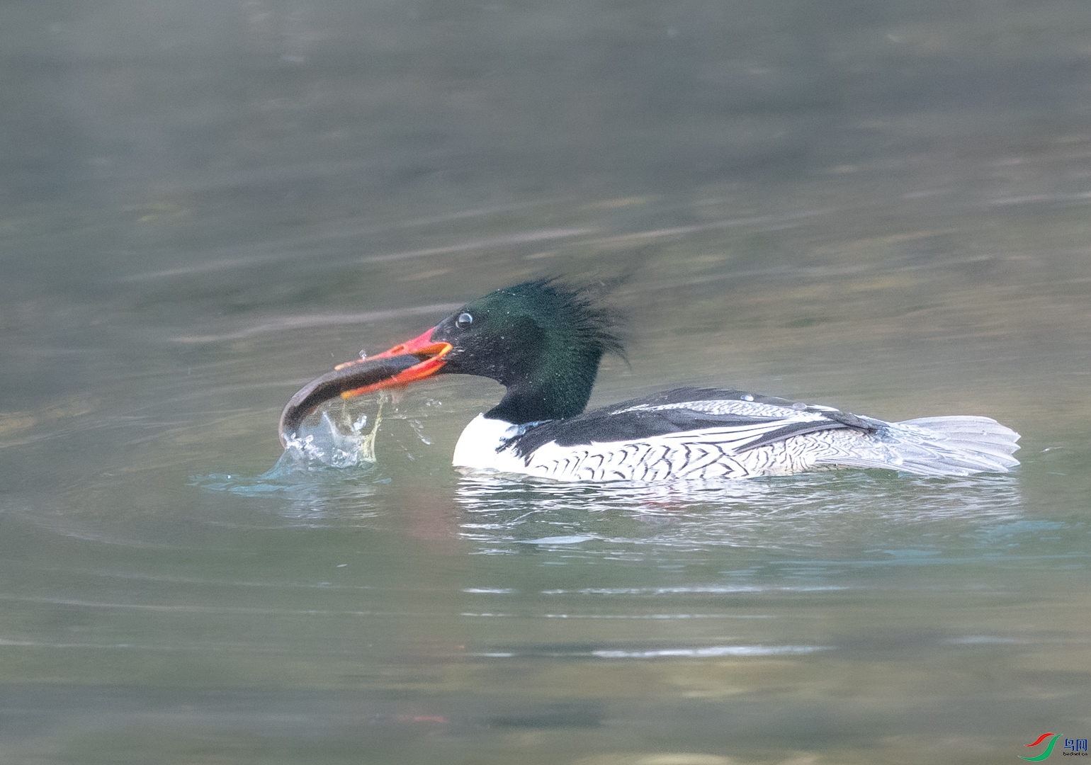 DSC_2175.jpg