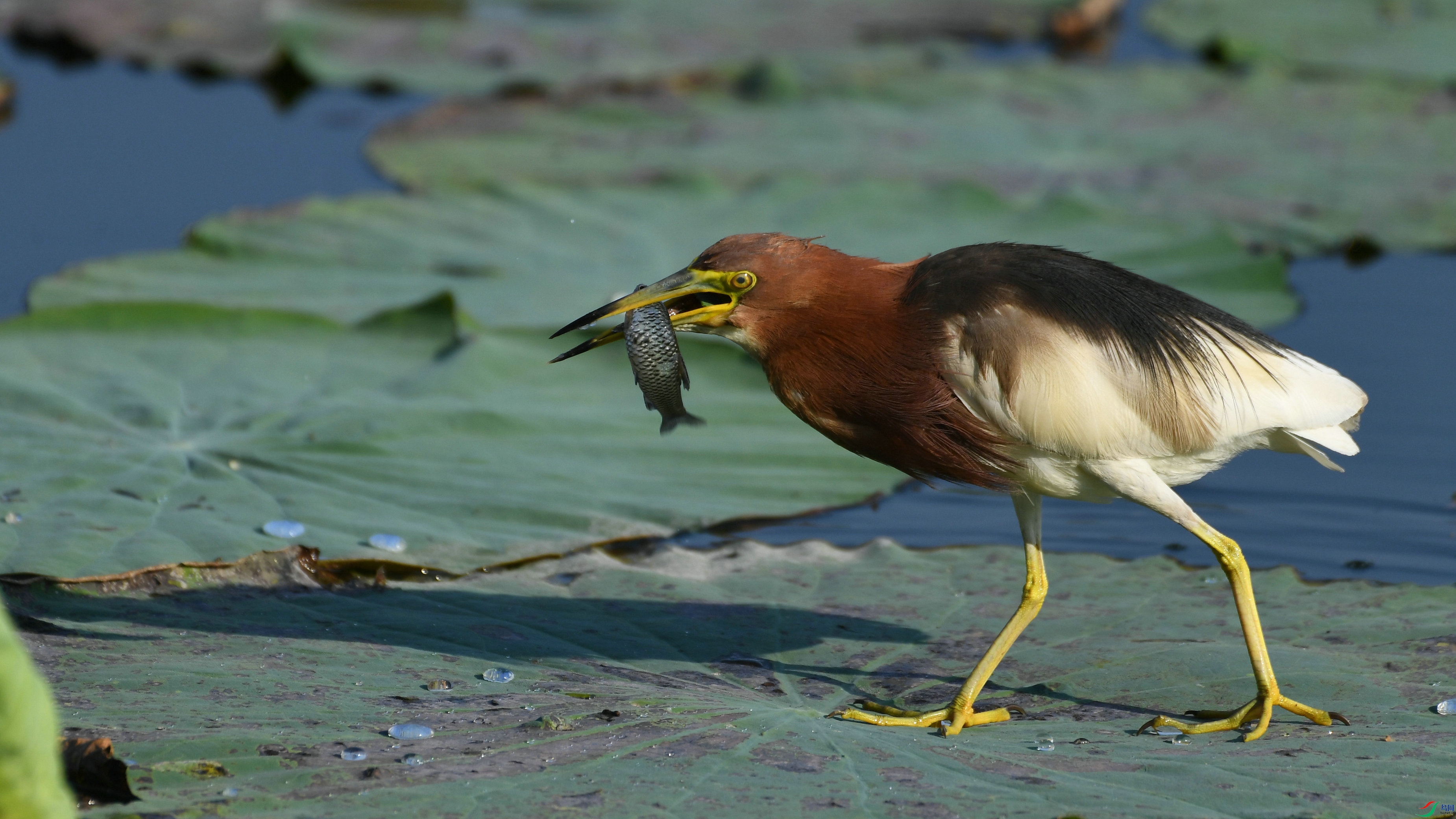 DSC_2061.JPG