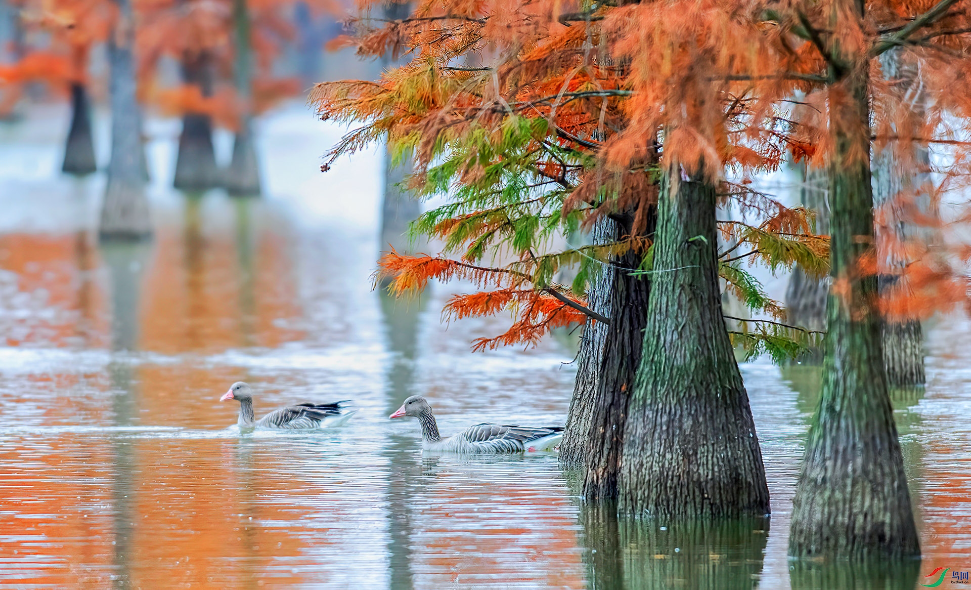 _S7I4145 ����-Sh---1 .jpg