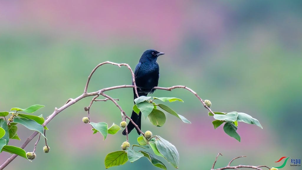 DSC_1417_����.jpg