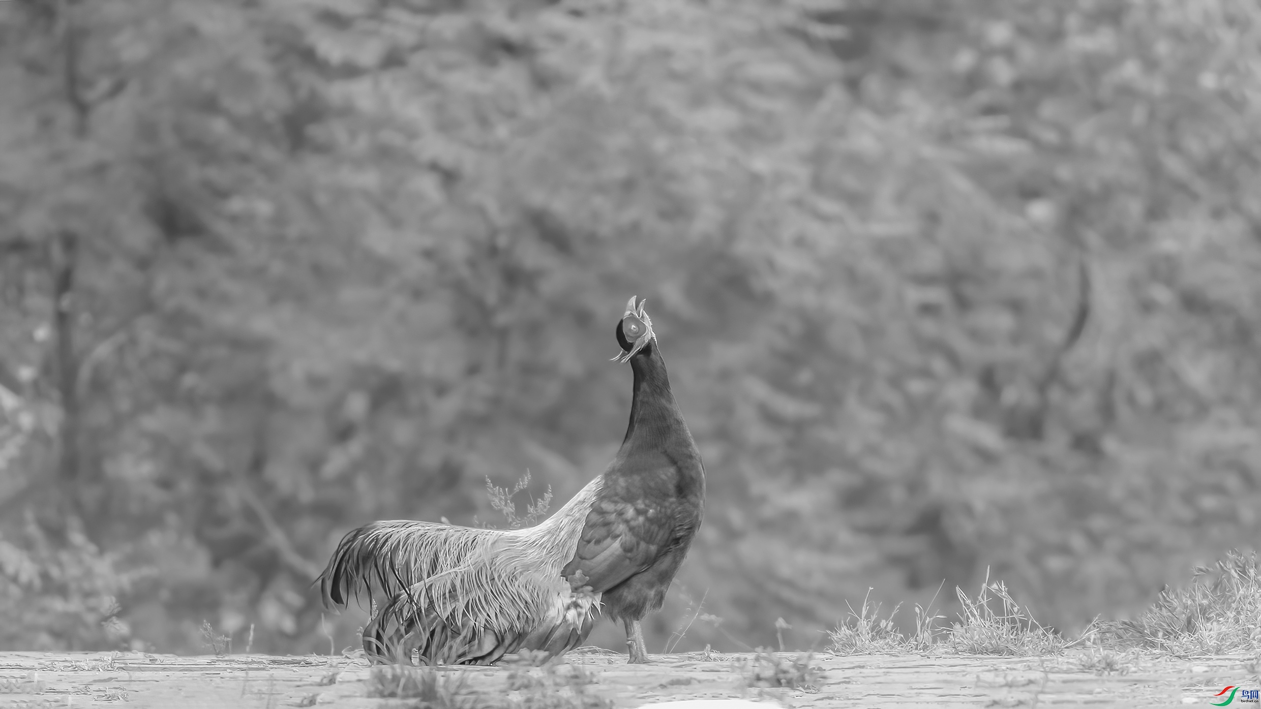 C09R3276 ����1.jpg