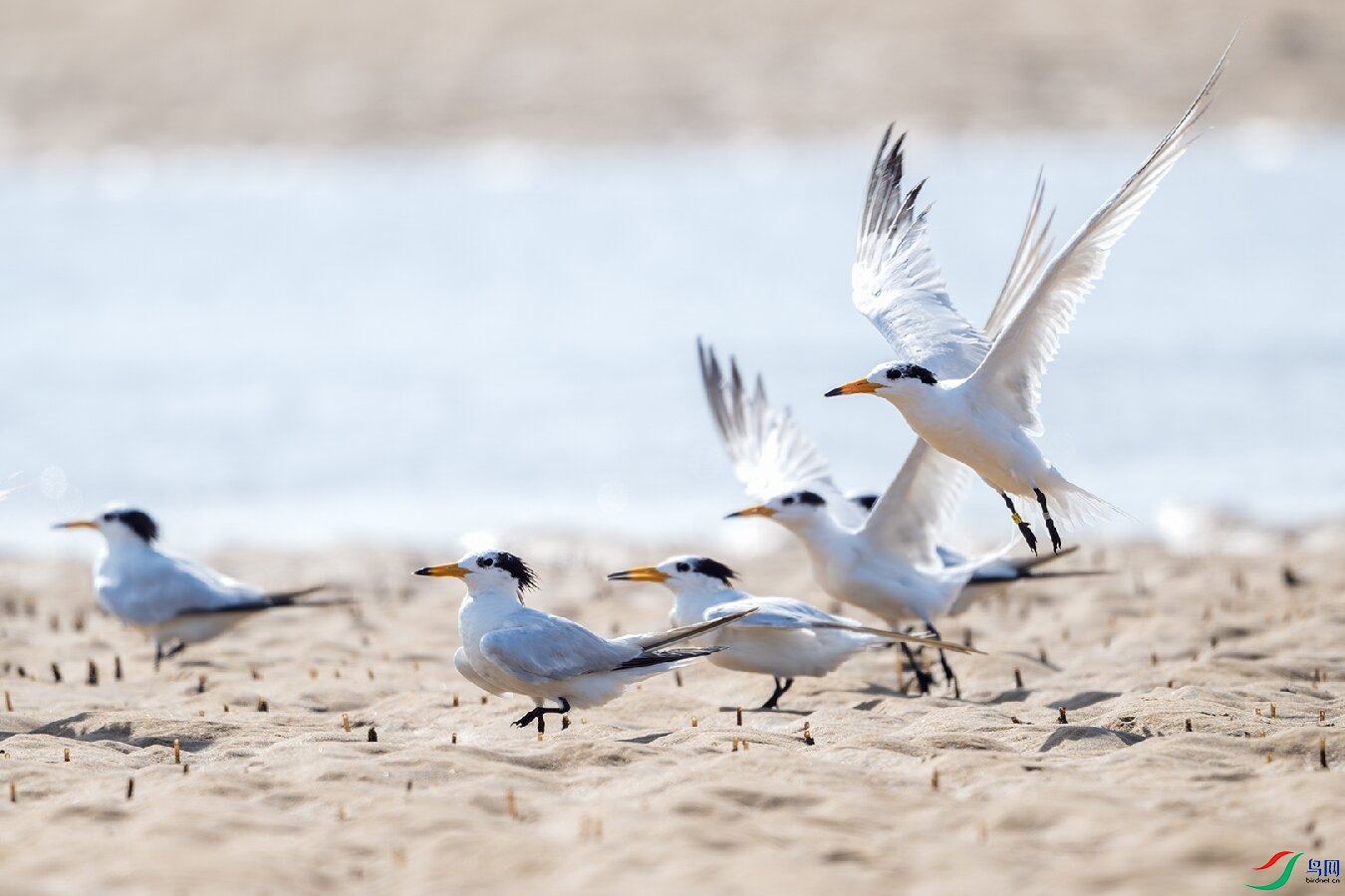 _DSC9176-����ǿ-NR-1 ����.jpg