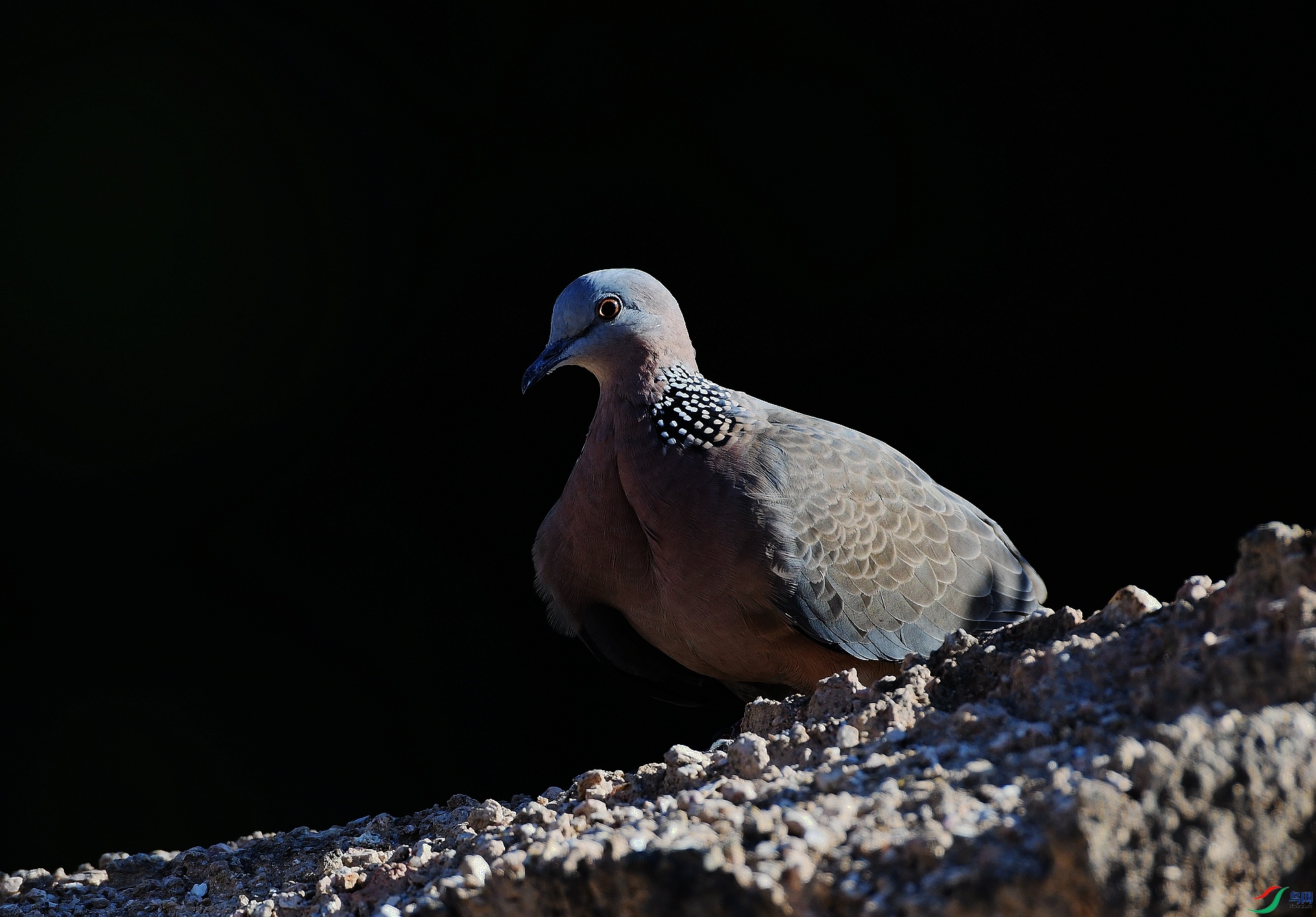 DSC_9153.jpg