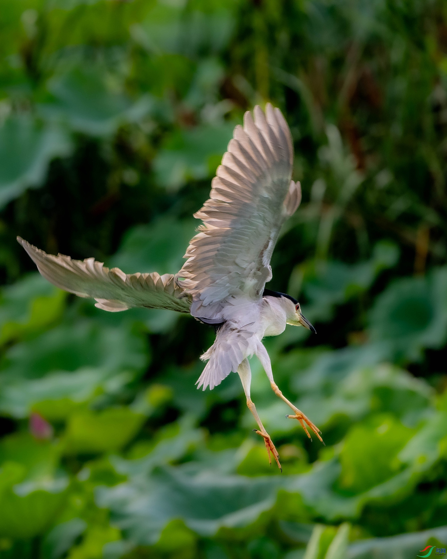 DSC_0539.jpg