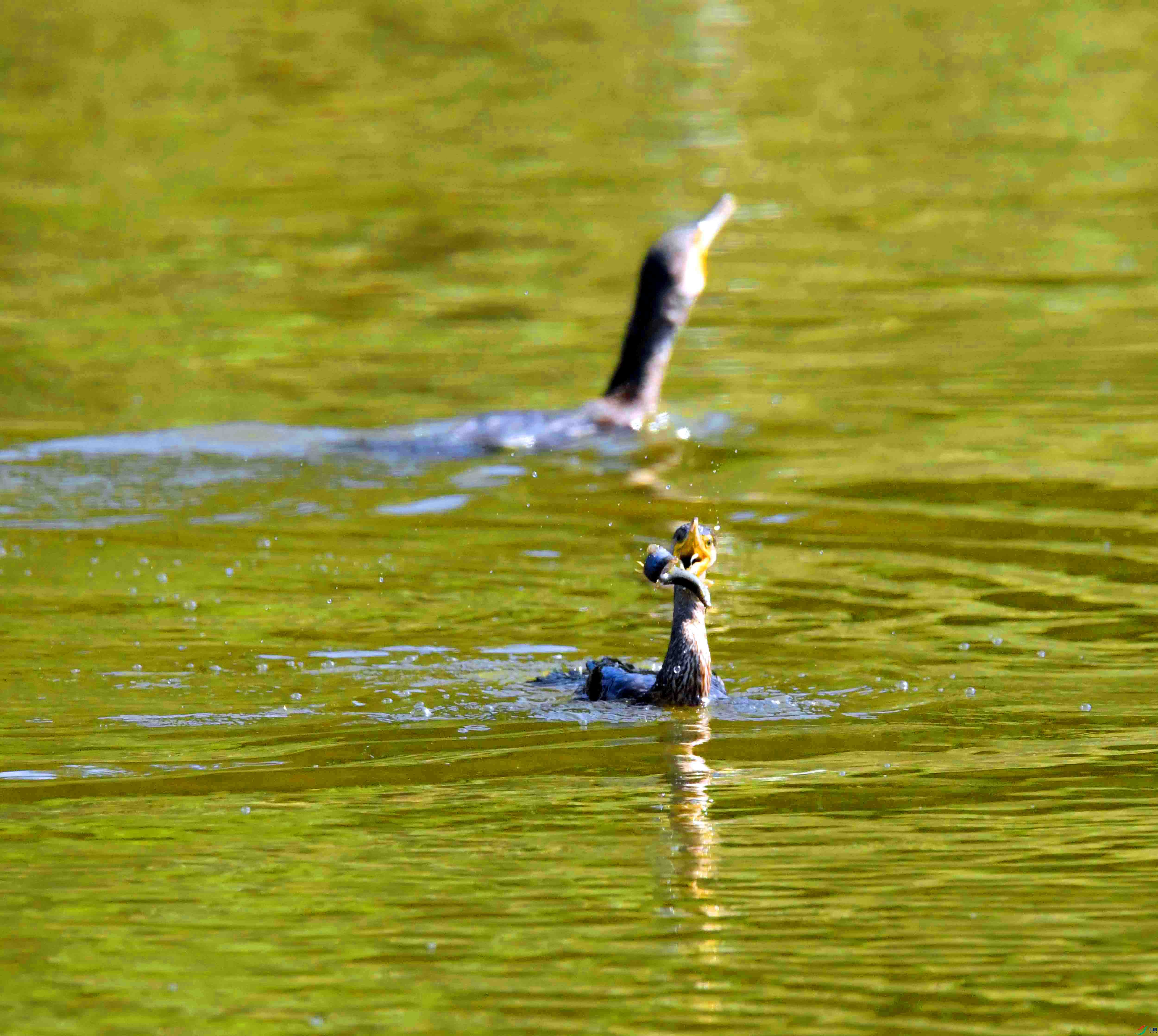 DSC_0983.JPG