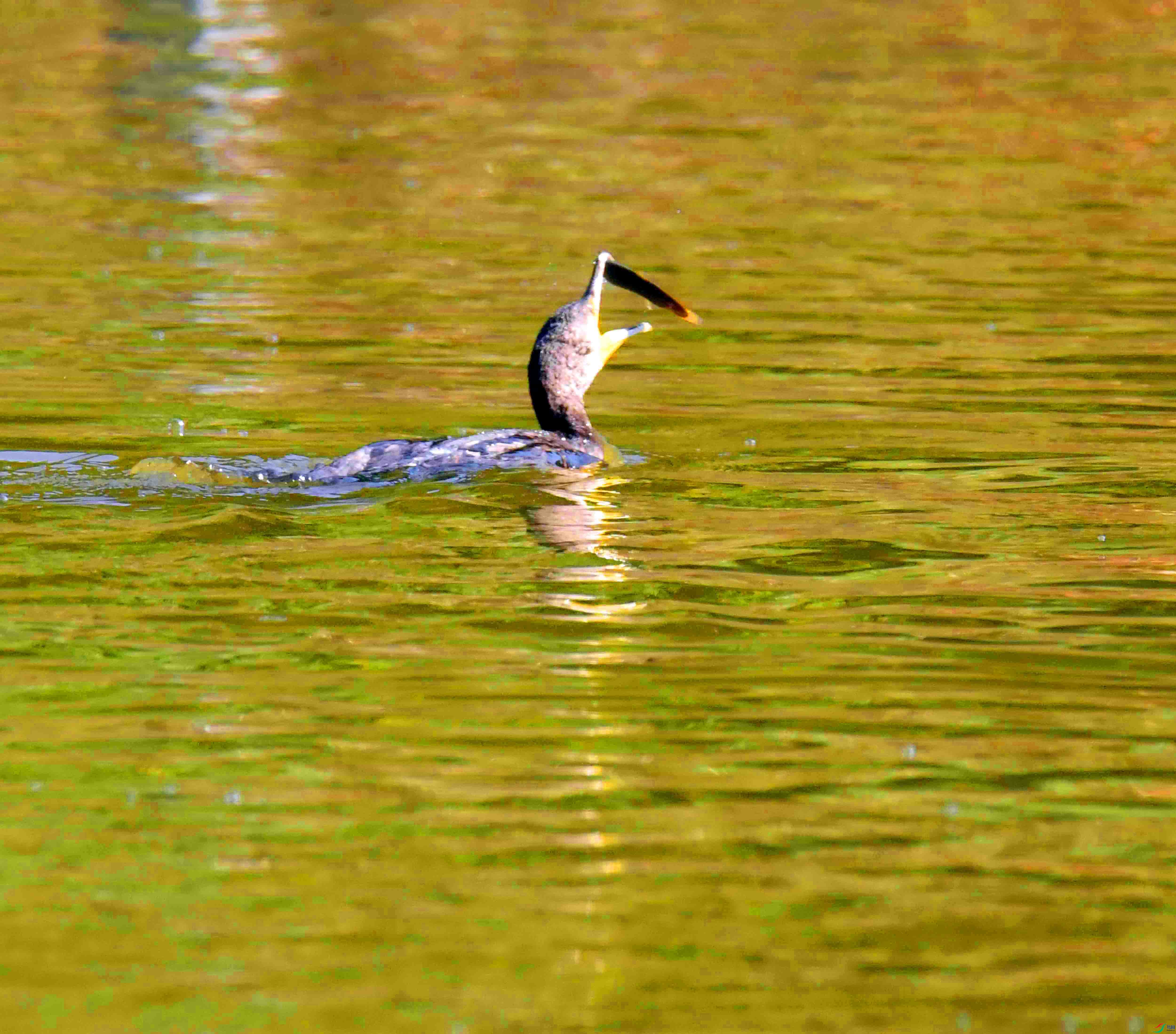 DSC_0991.JPG