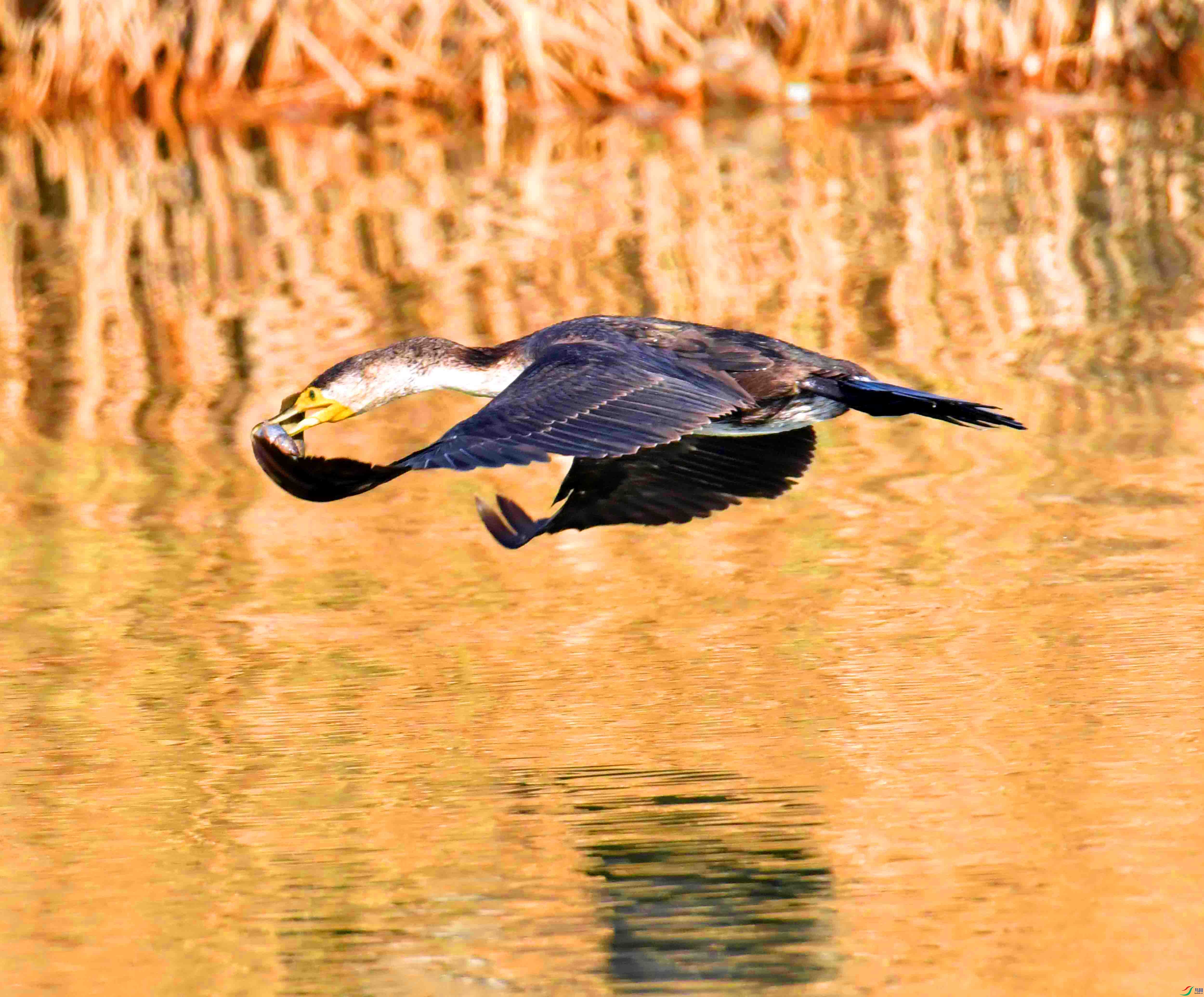 DSC_1183.JPG