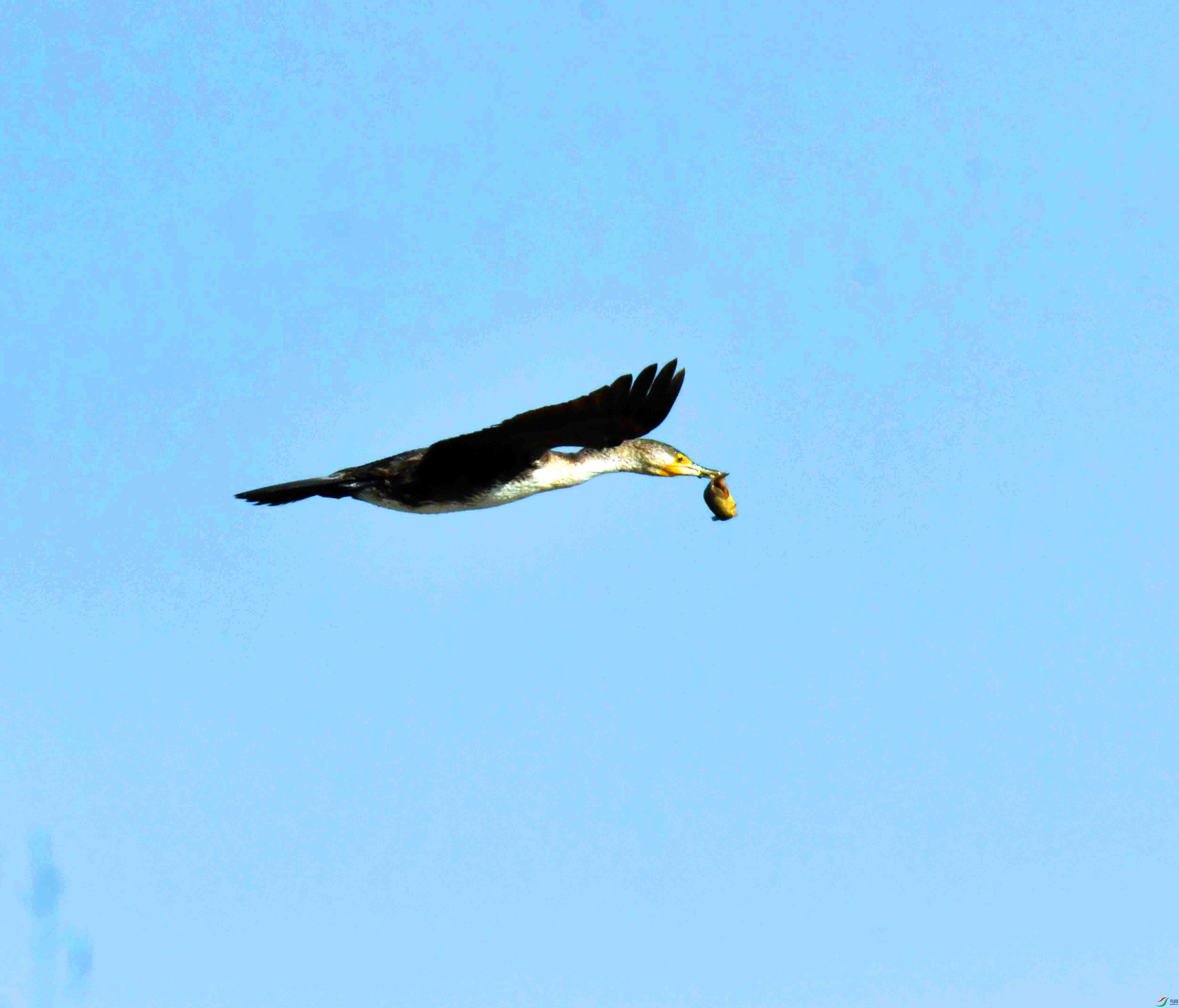 DSC_1190.JPG