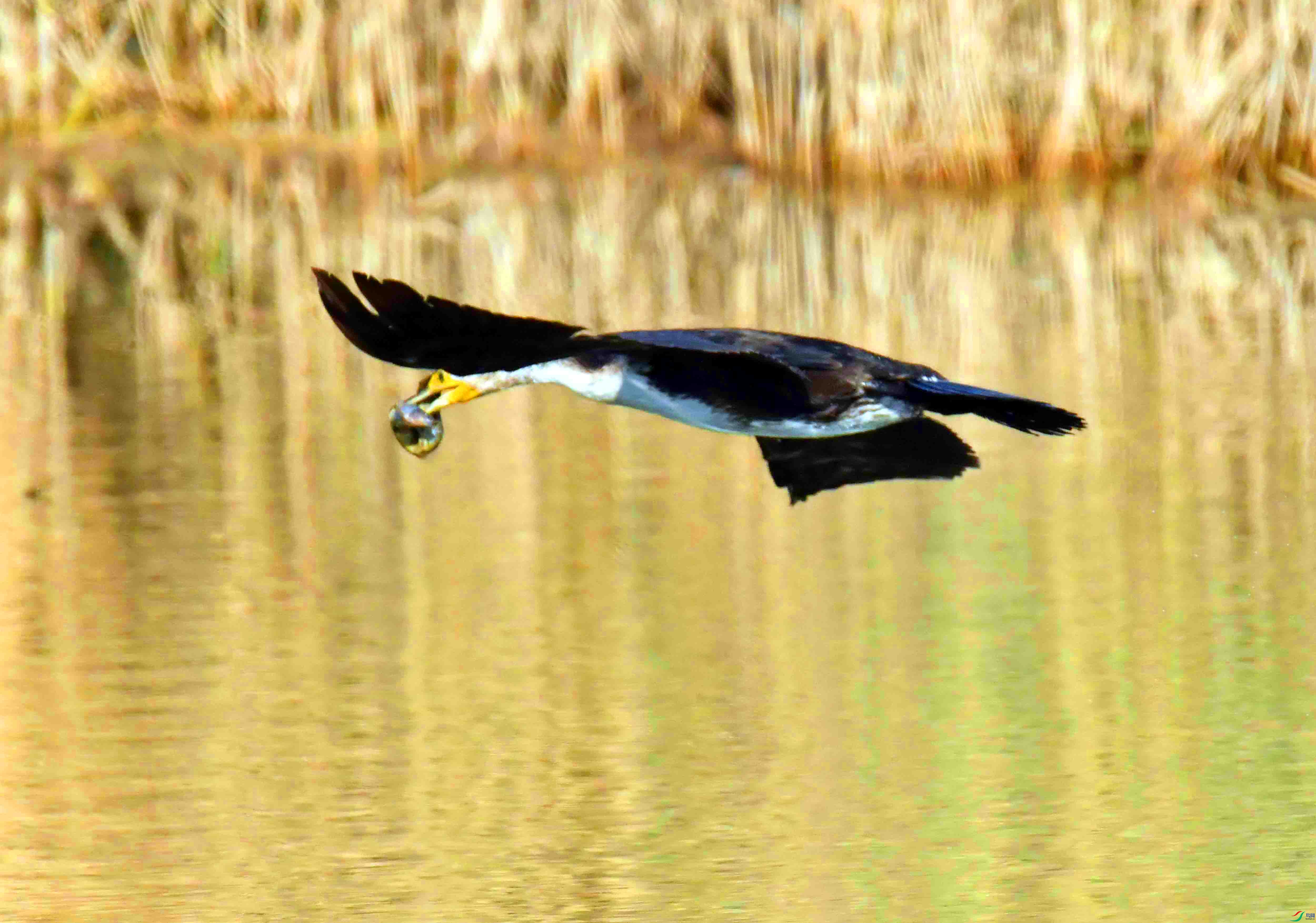 DSC_1184.JPG