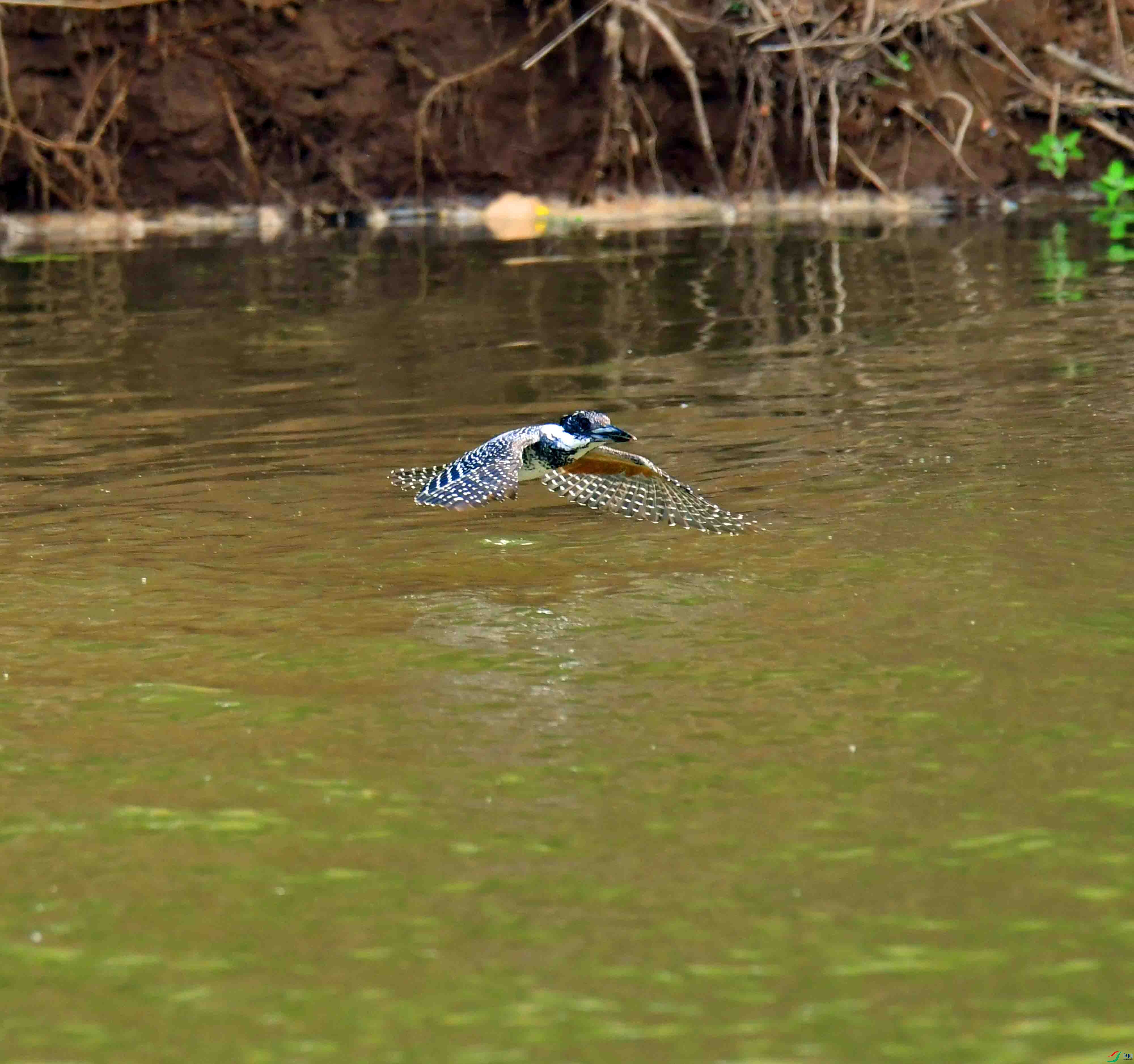 DSC_0227.JPG