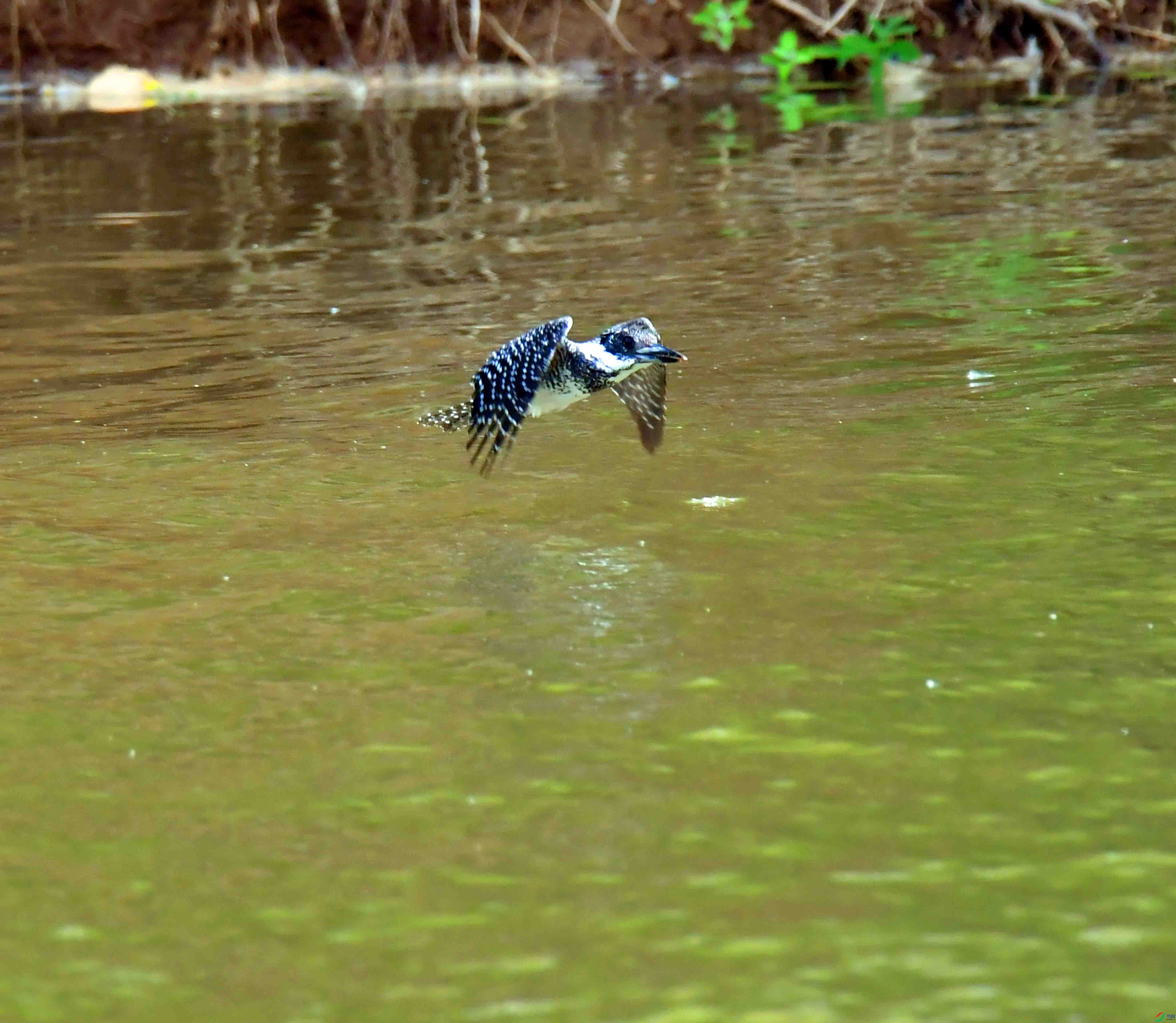 DSC_0229.JPG