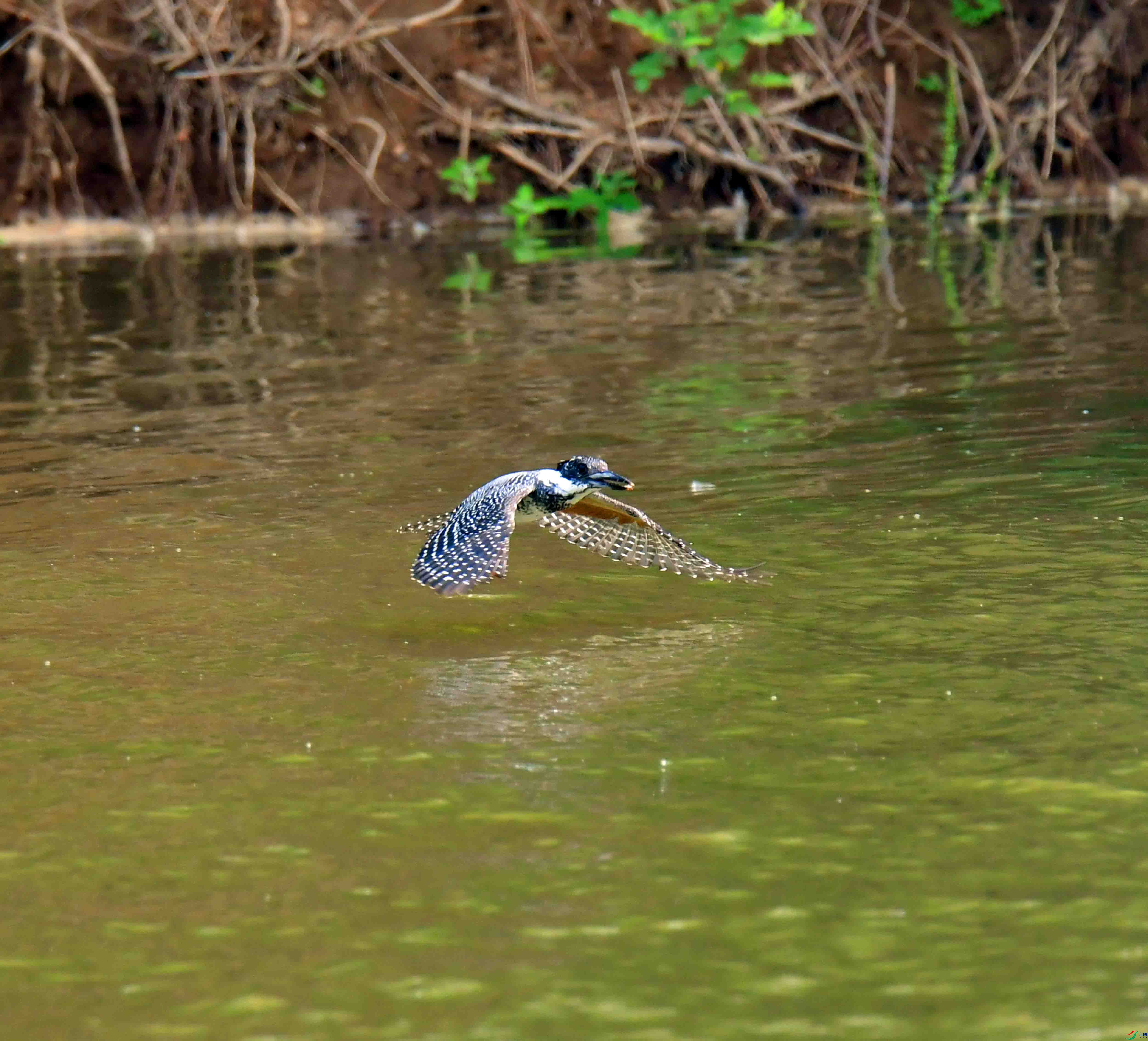 DSC_0230.JPG