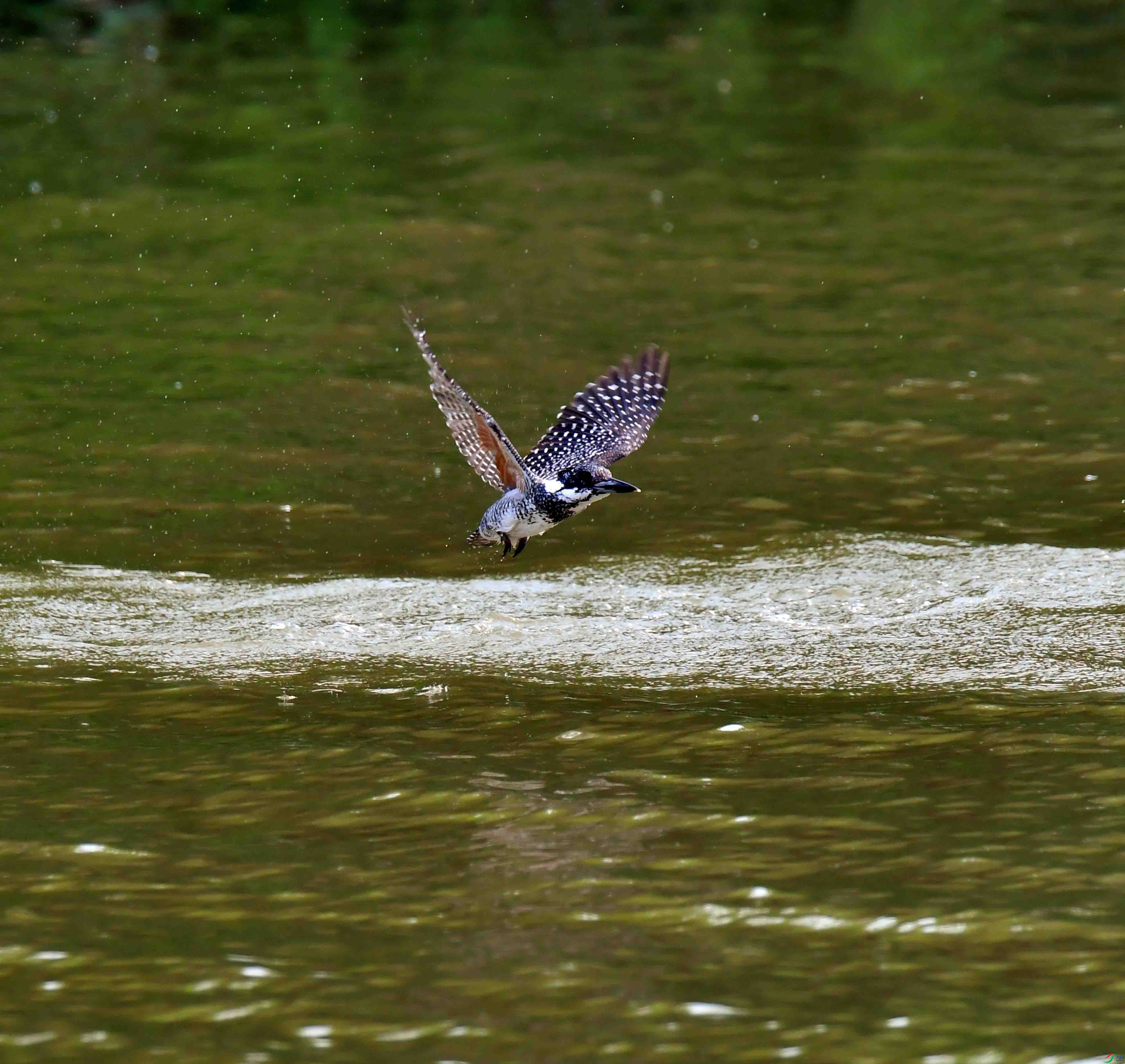 DSC_0253.JPG