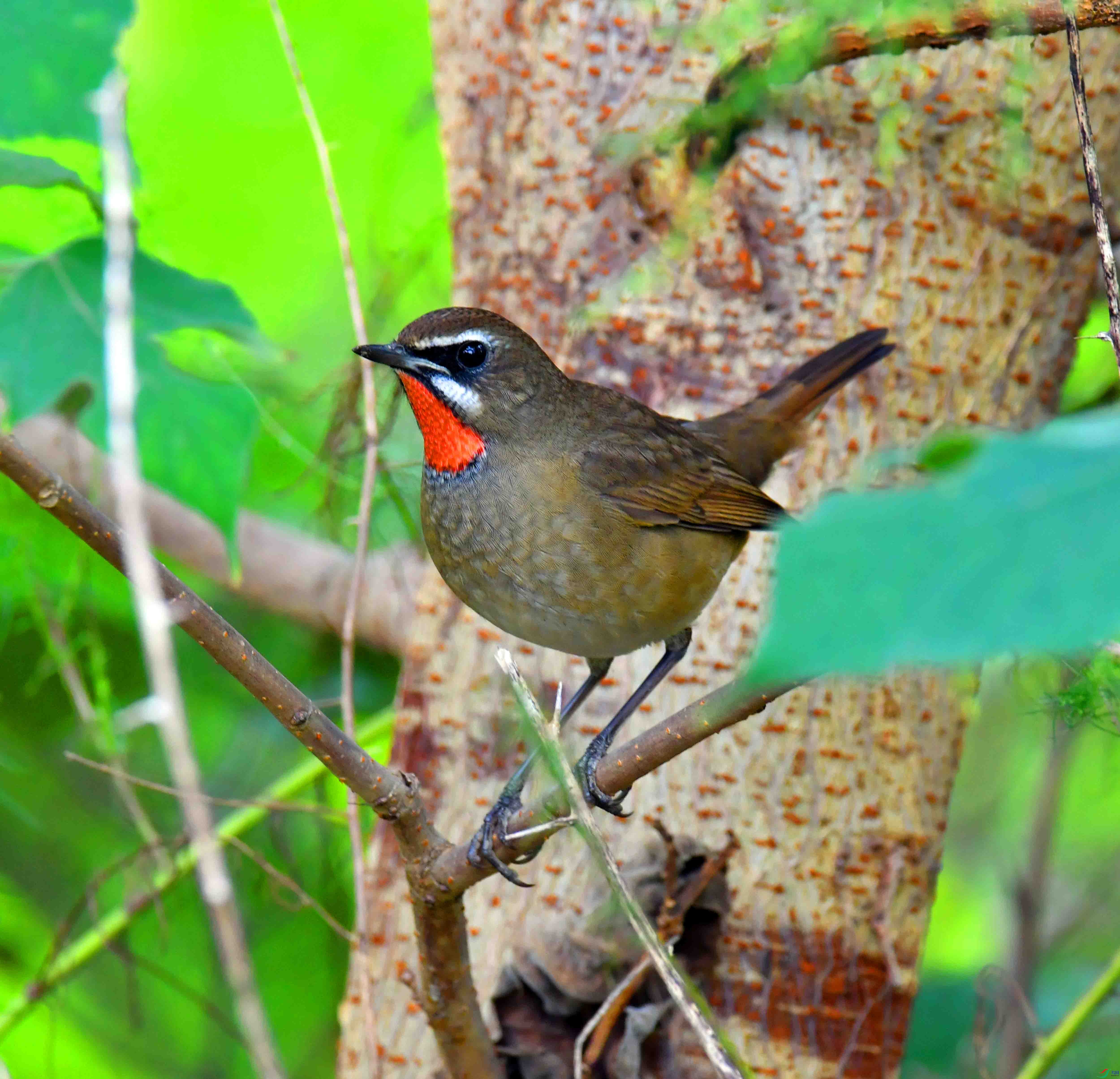 DSC_1384.JPG