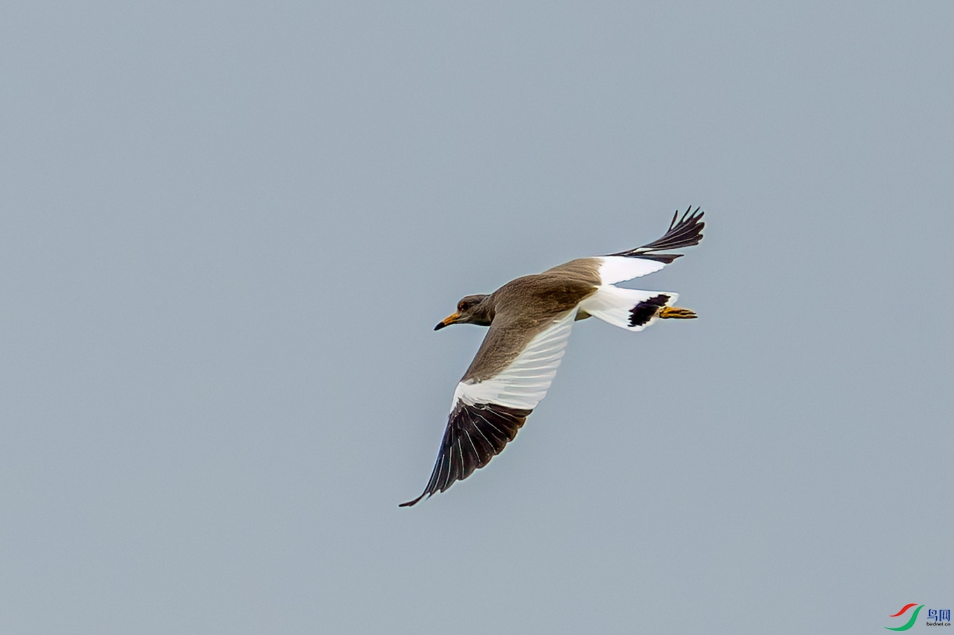 _DSC7549.jpg