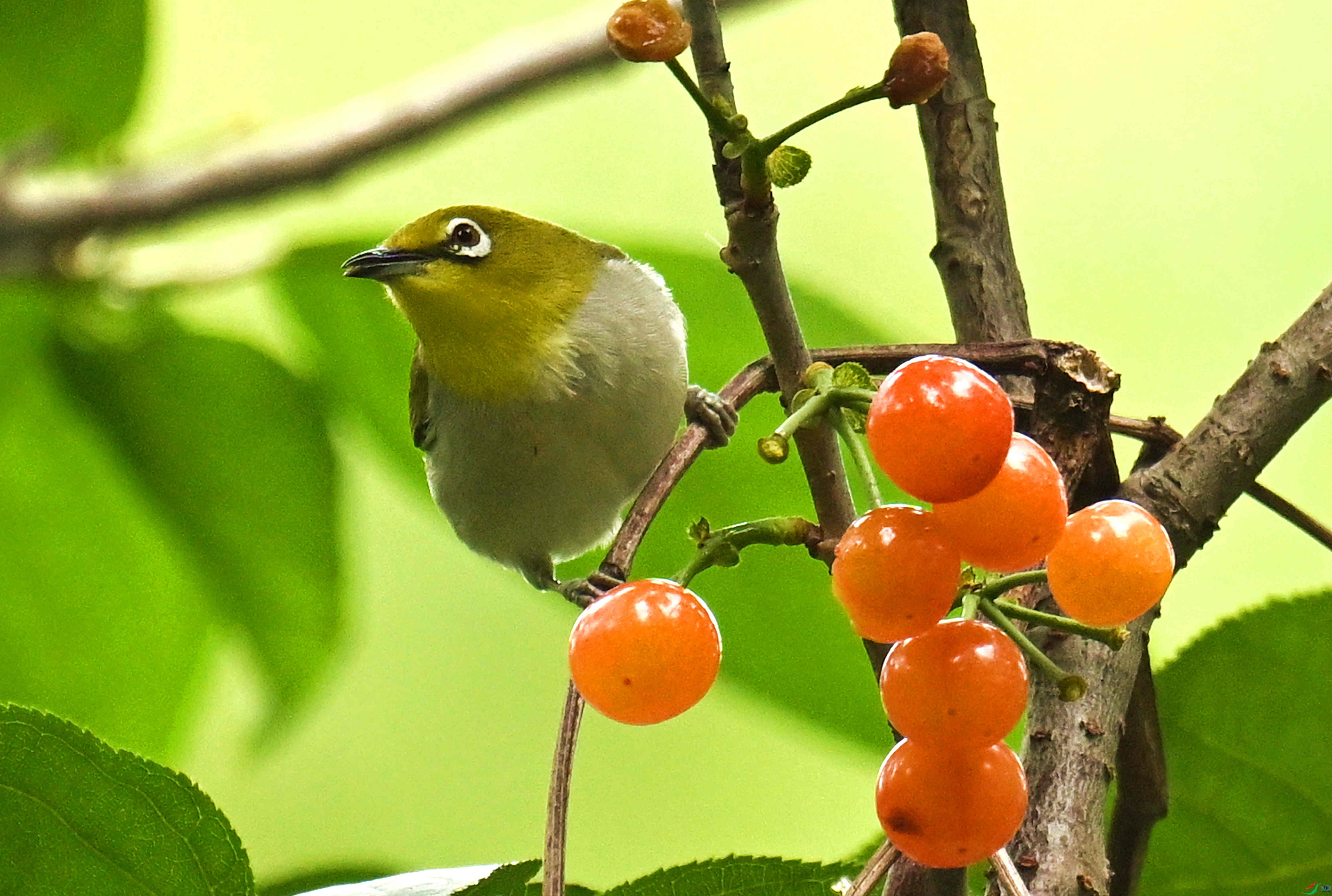 DSC_0248.JPG