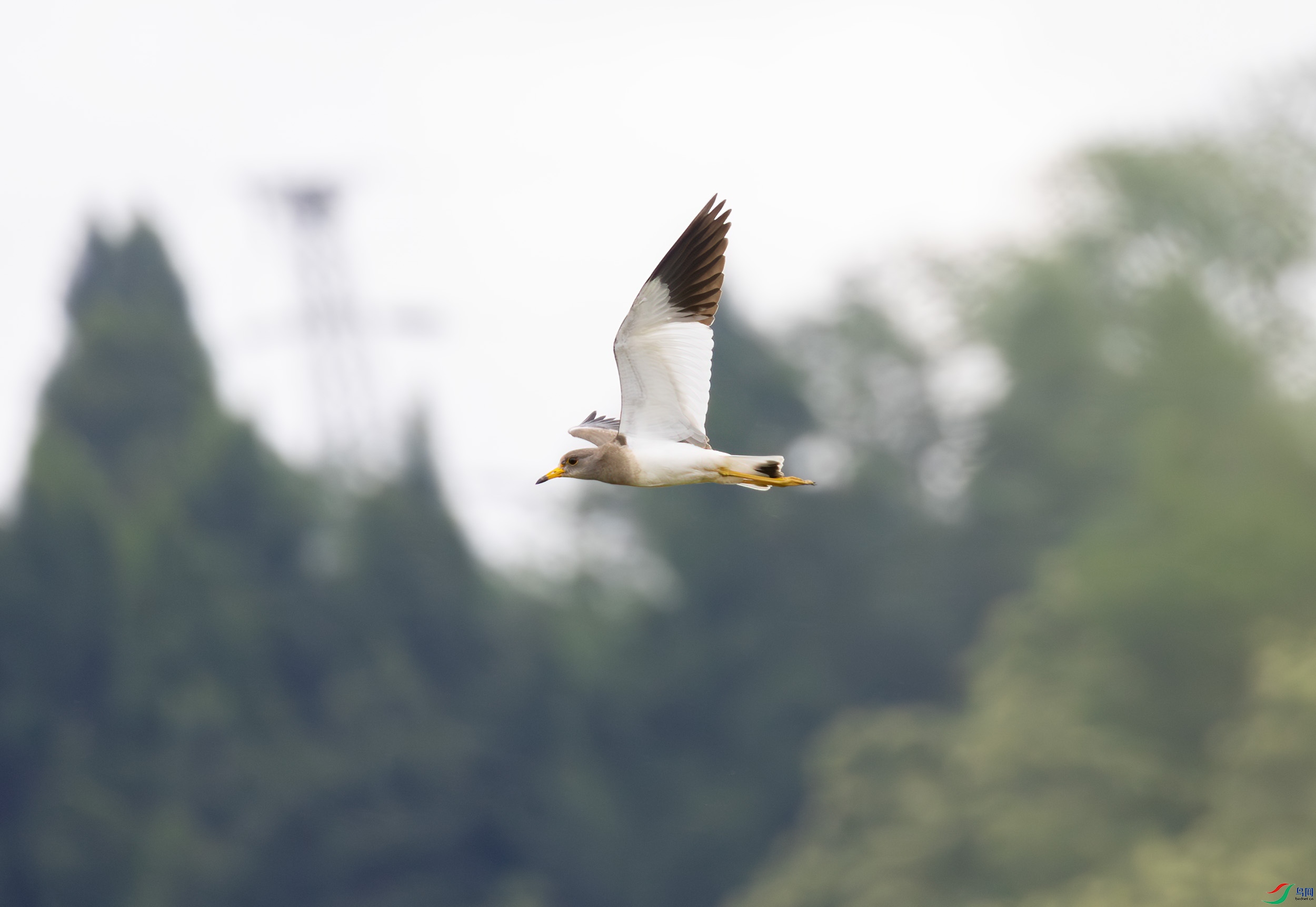 G47A3171-����ǿ-NR ����.jpg