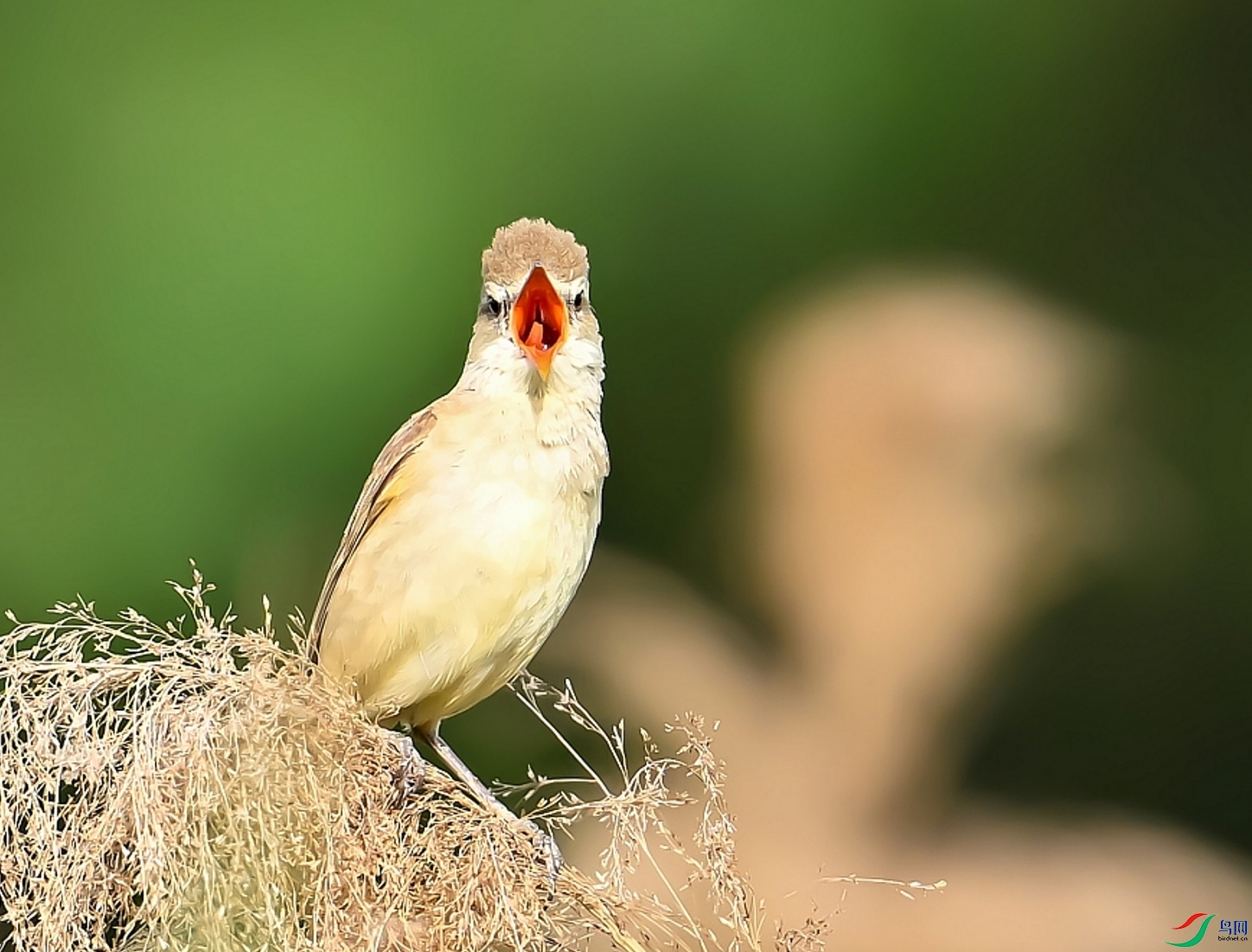 DSC_1493---_conew2.jpg