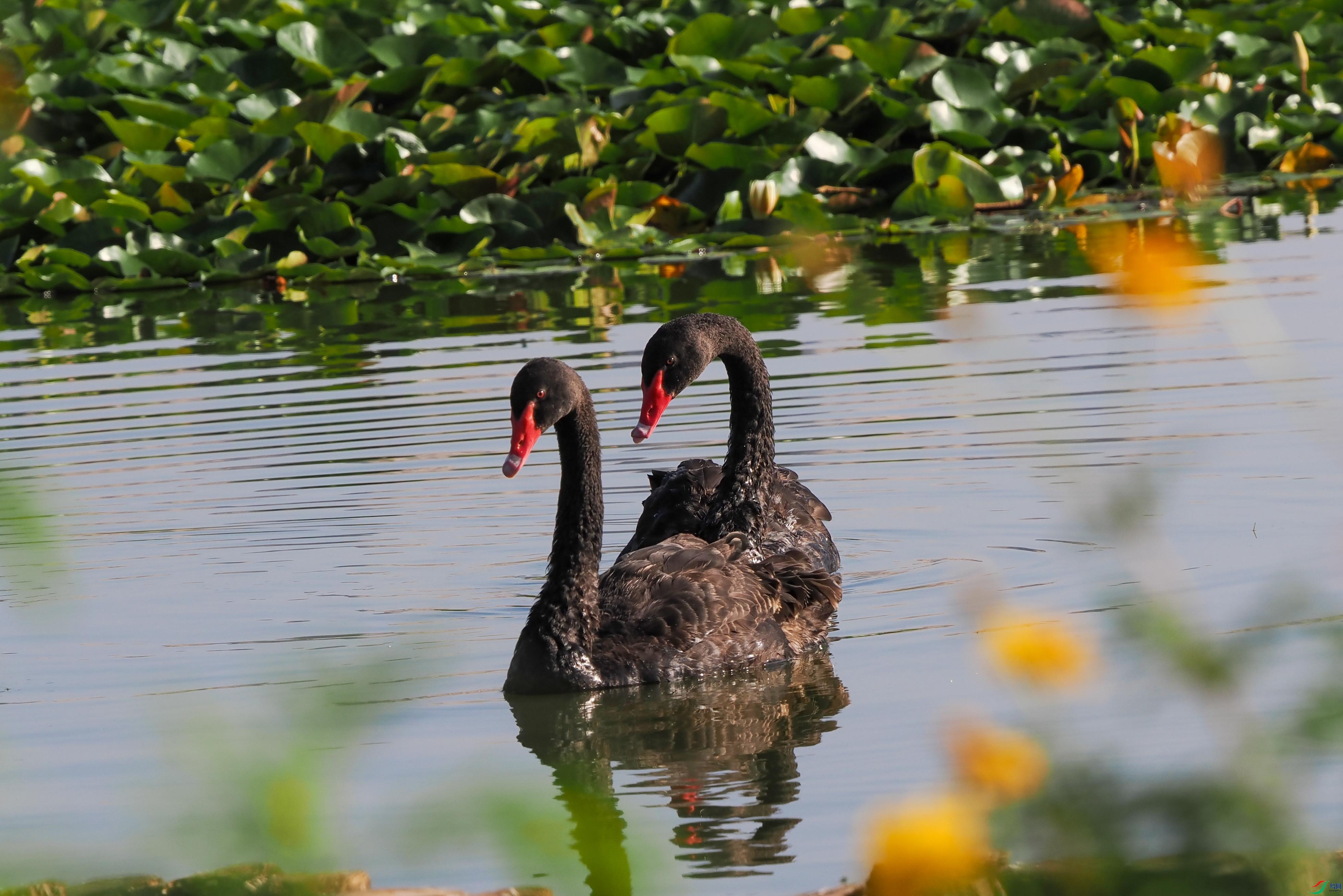 1-xtP9200532 ����.jpg