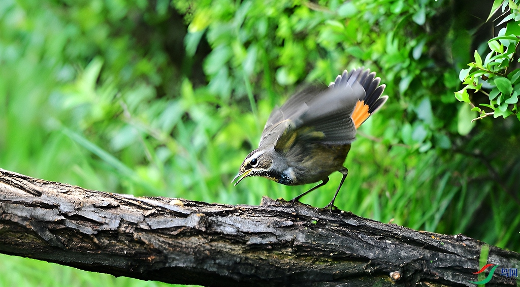 DSC_6303.JPG