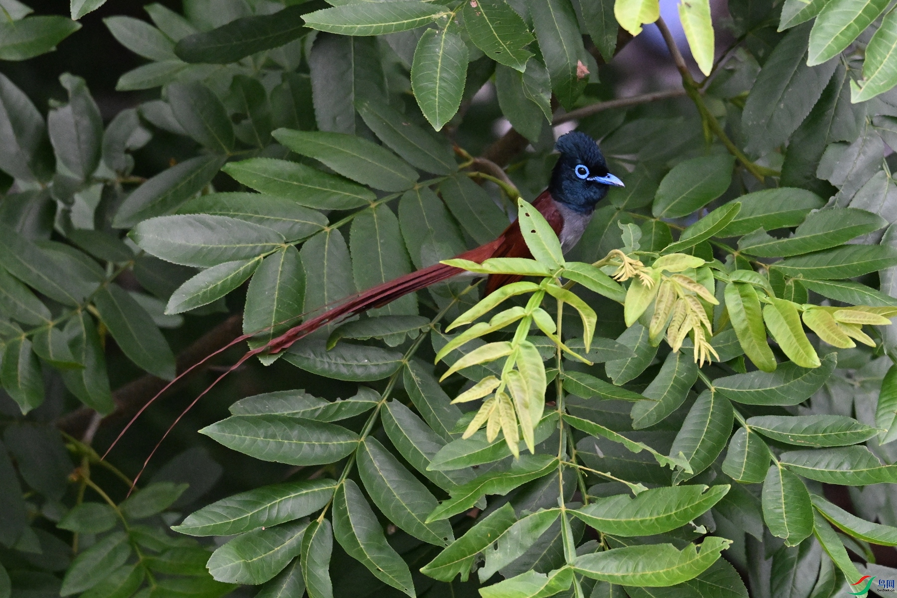 DSC_5936.JPG