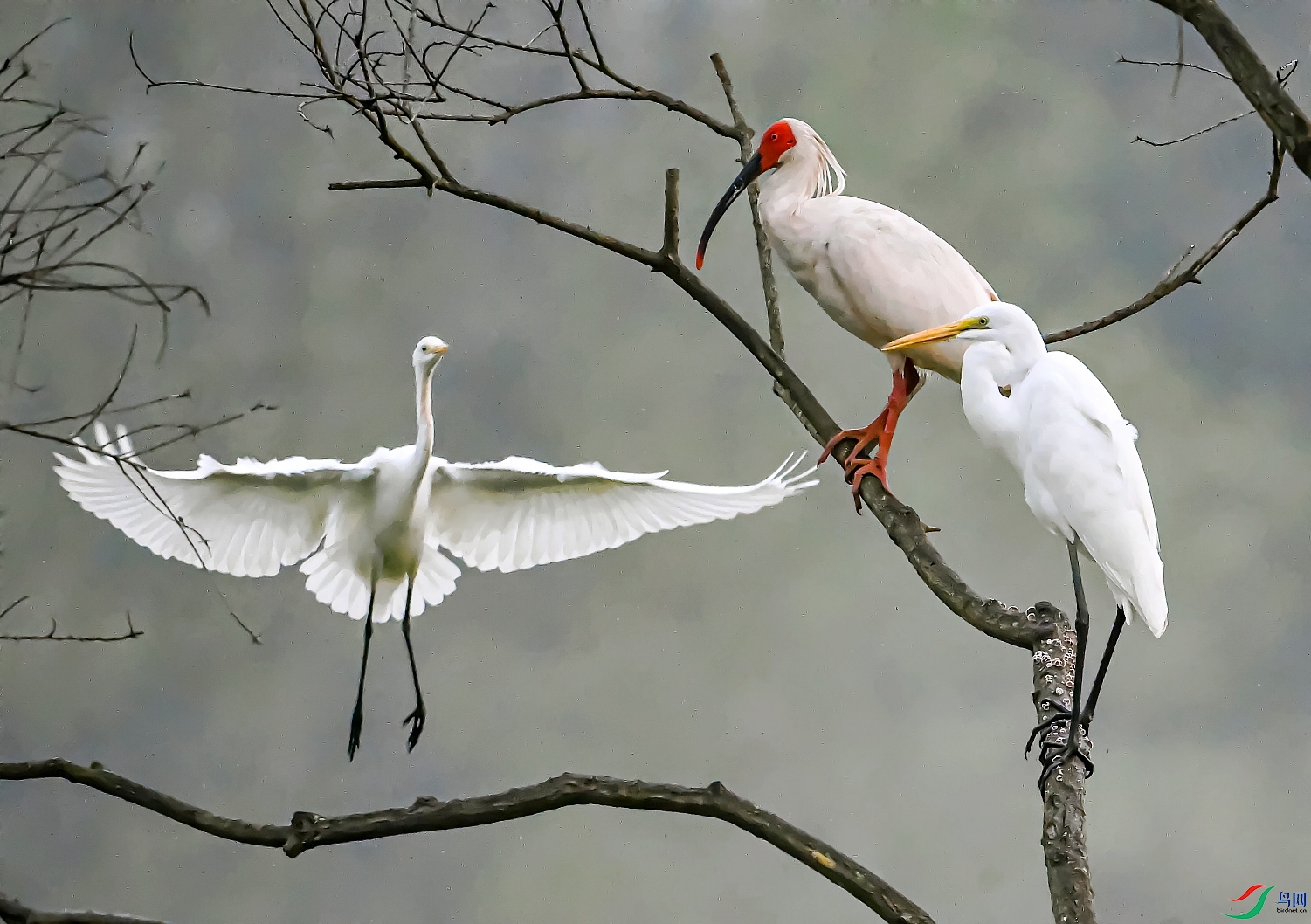 DSC_9767---_conew1.jpg