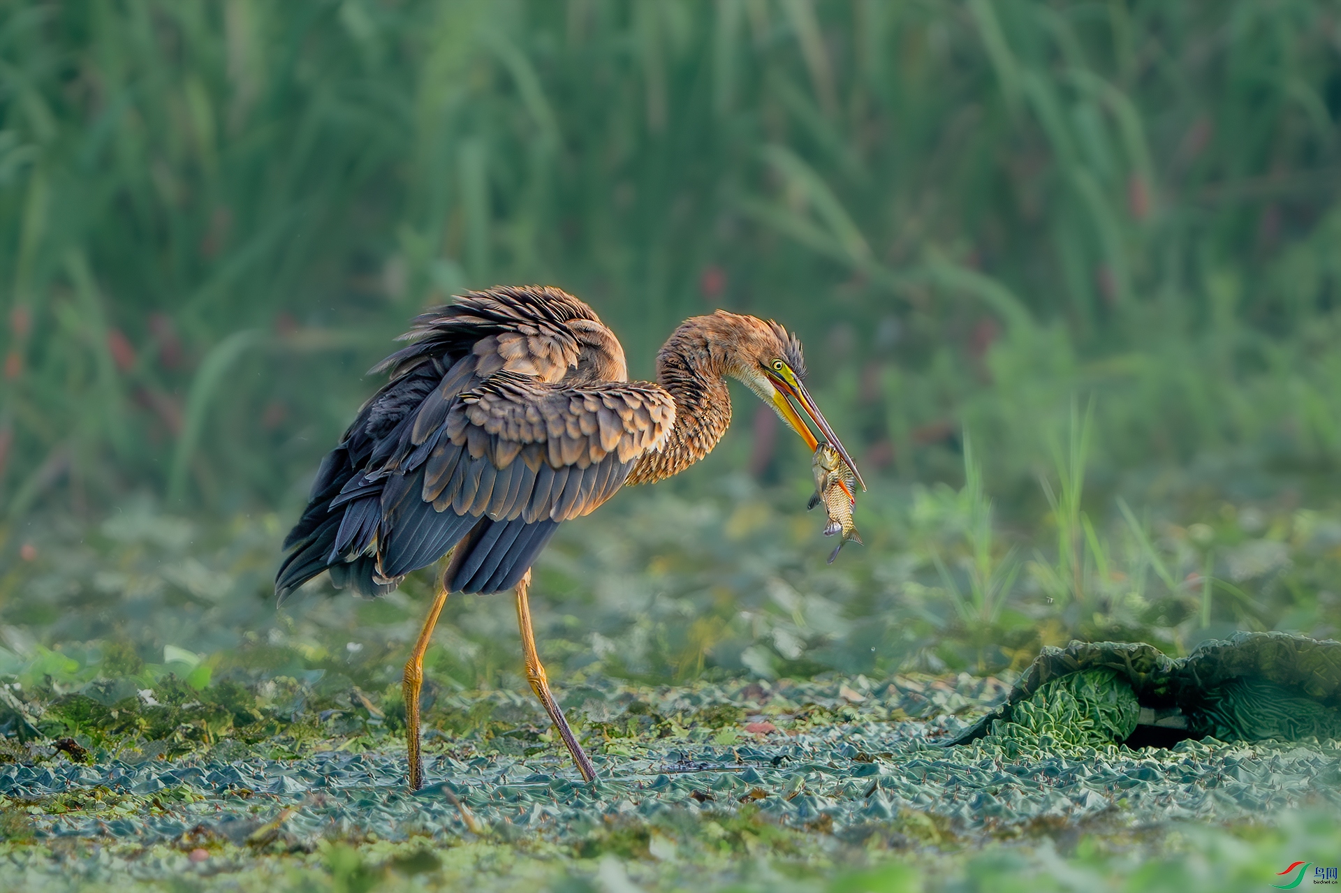 _DSC2195 ����С.jpg