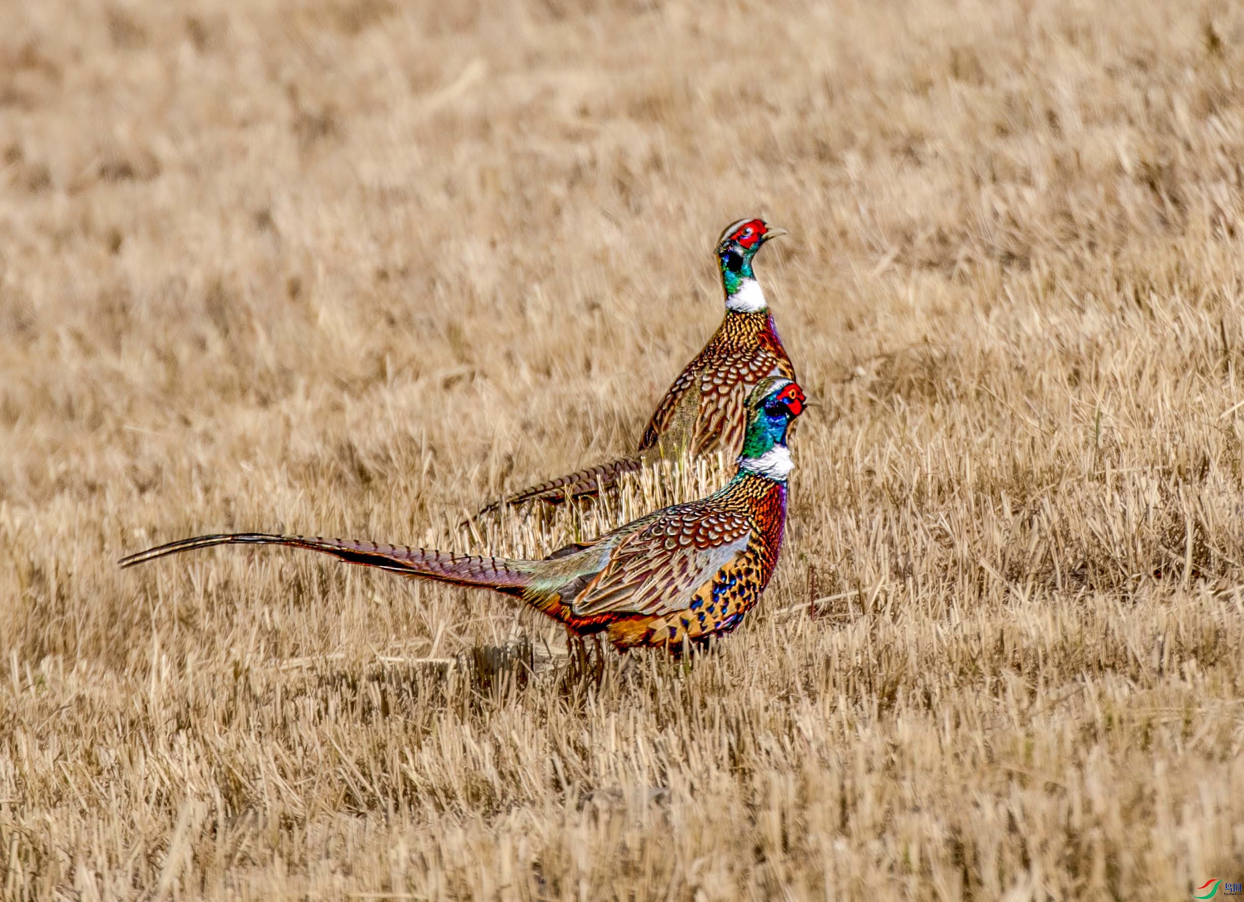 673A9634 ����.jpg