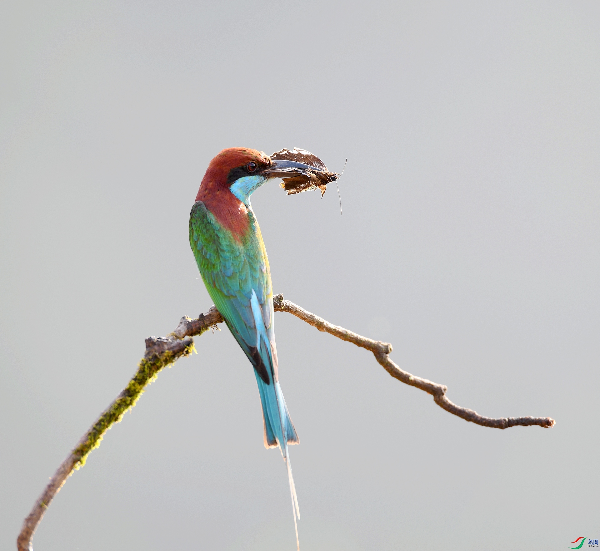DSC_9535.jpg