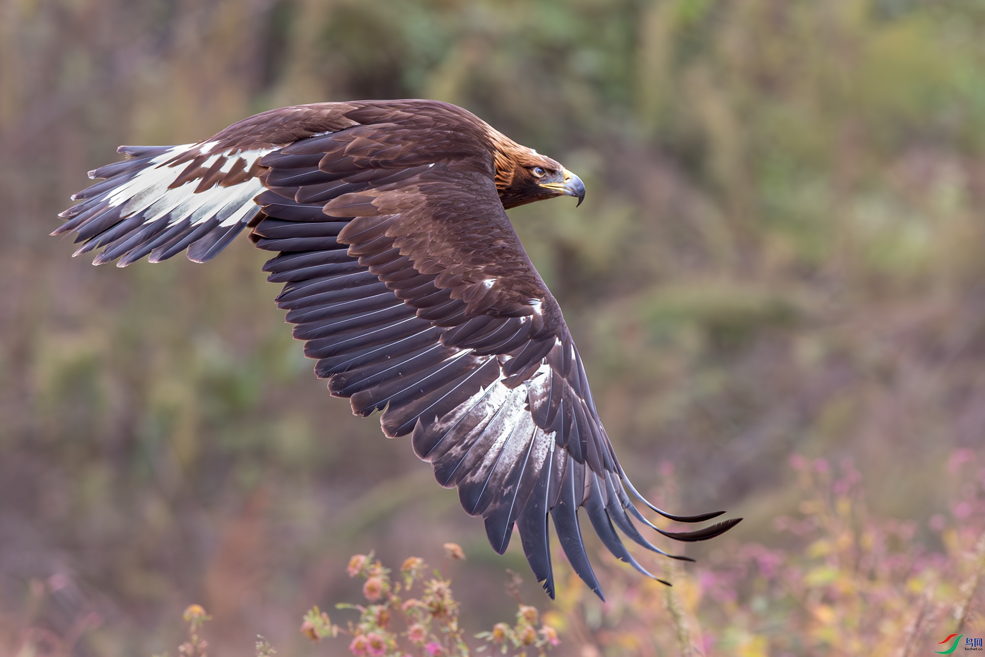 _DSC3708-2.jpg