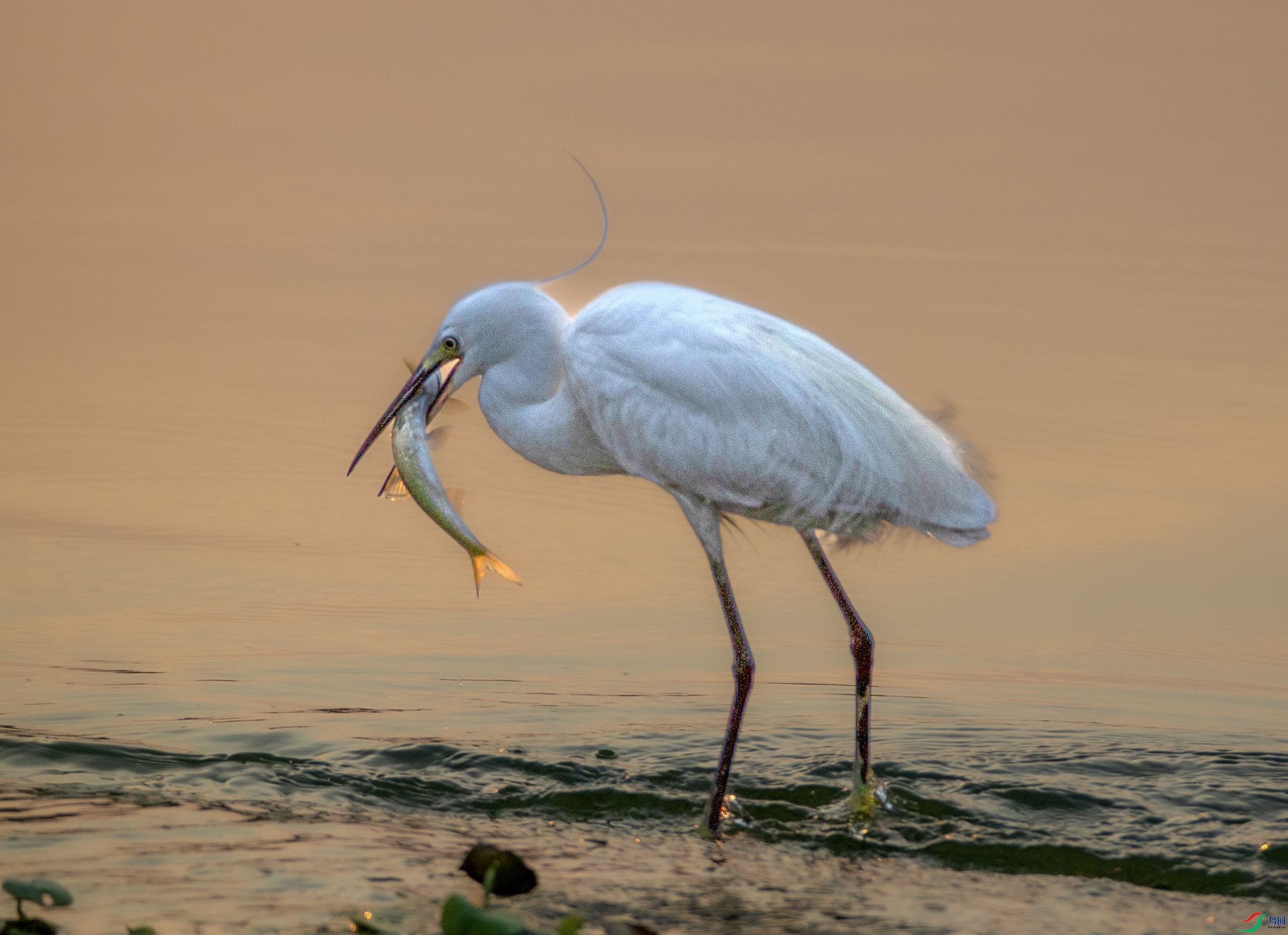 673A4286 ����.jpg