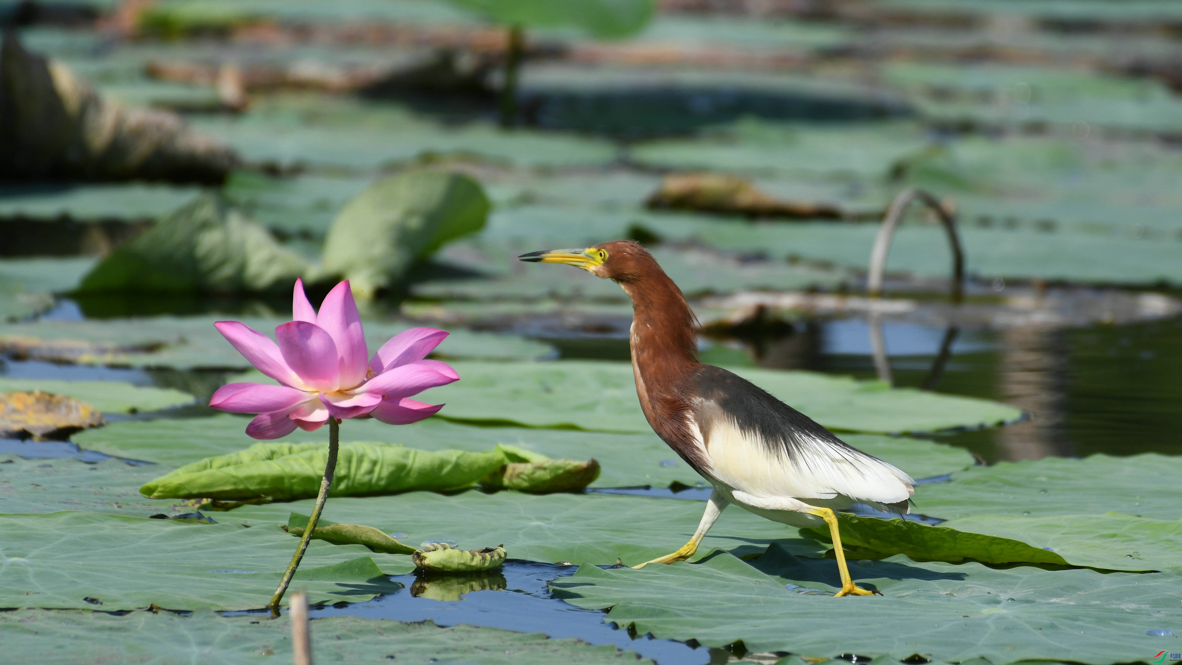 DSC_2386.JPG