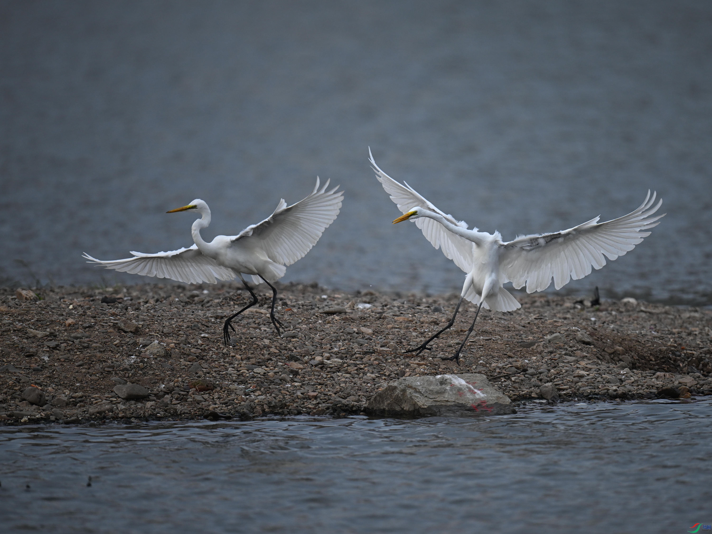 DSC_3706_����.jpg
