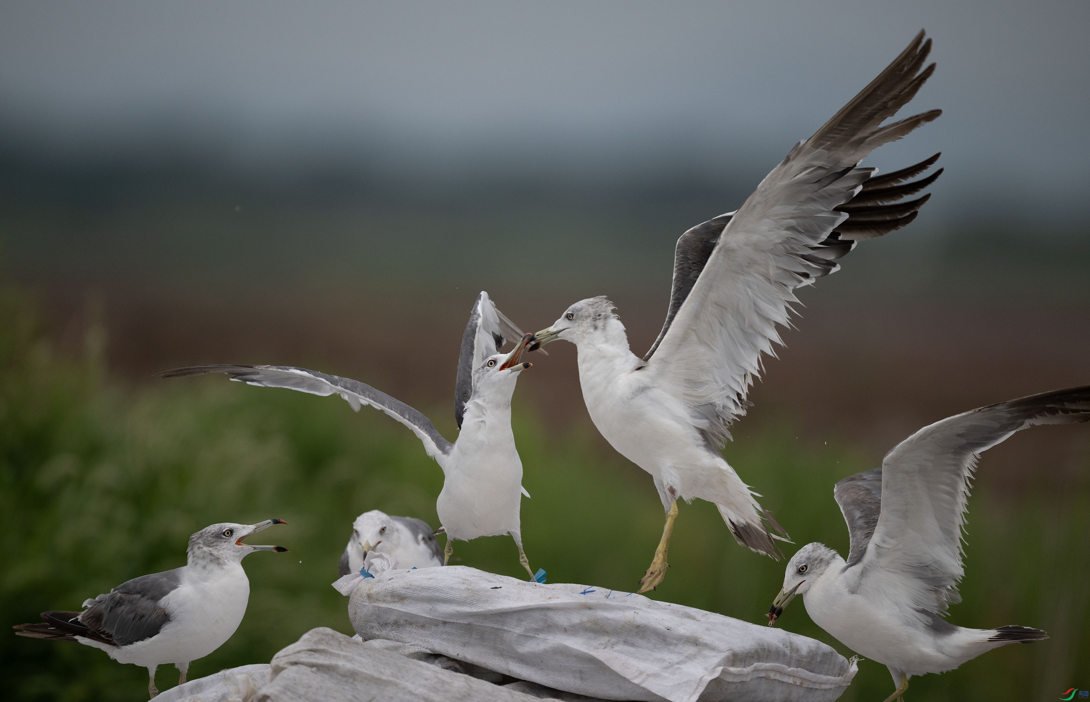 DSC_3590.jpg