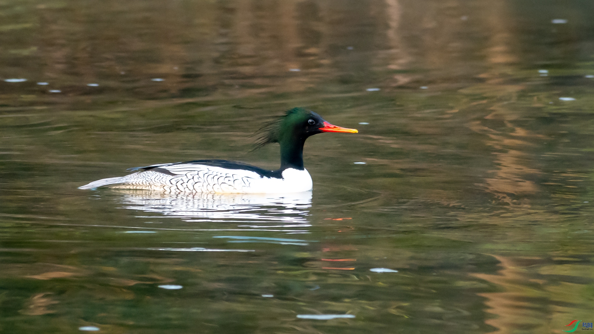 DSC_2133.jpg