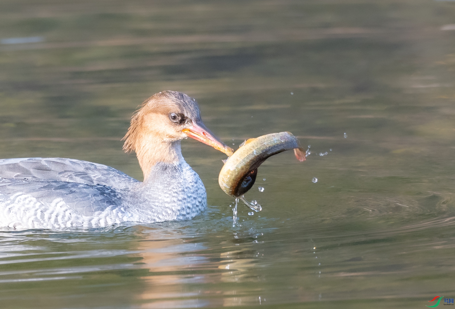 DSC_2433.jpg