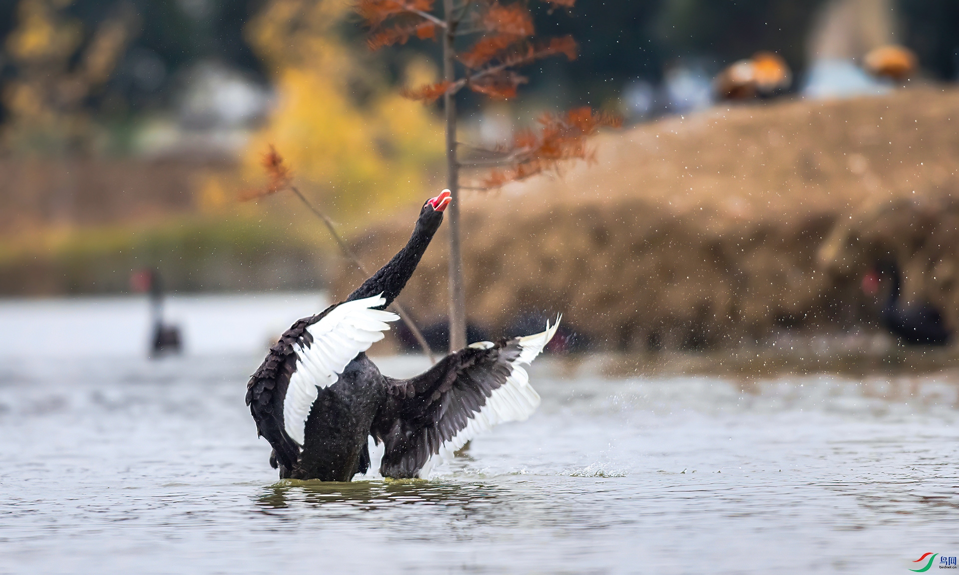 _S7I5087 ����-Sh-----1 .jpg