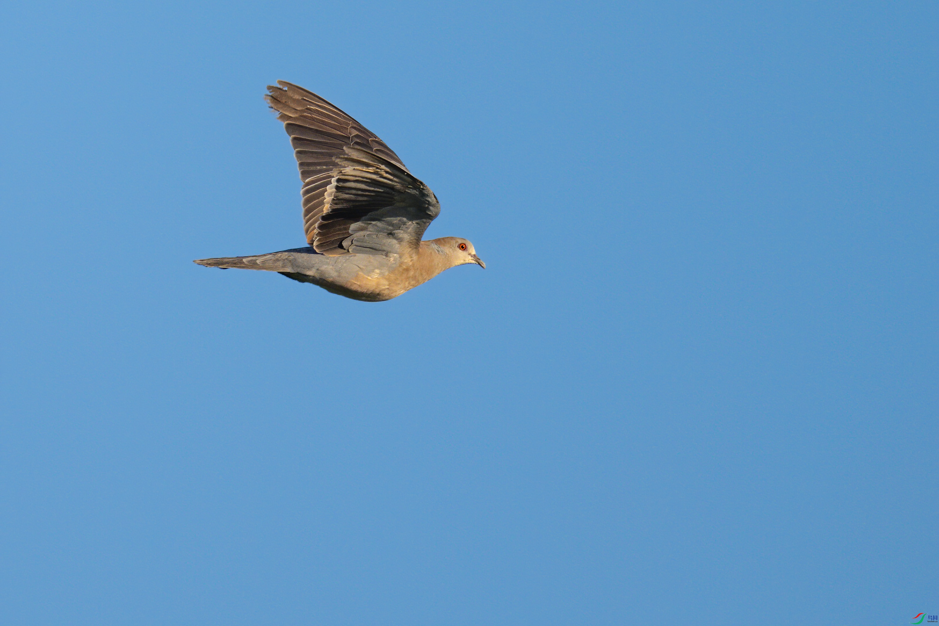 DSC_1554sen2024-7-27-75-�༭.jpg