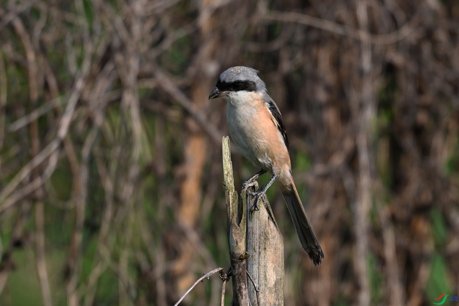 DSC_9042.JPG