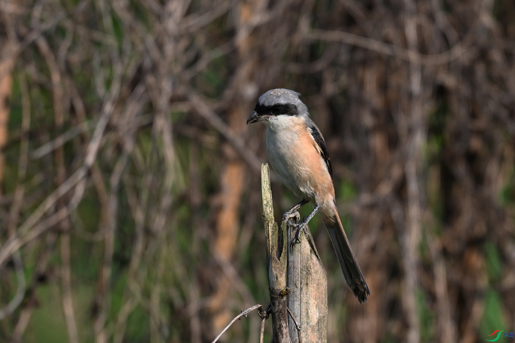 DSC_9043.JPG