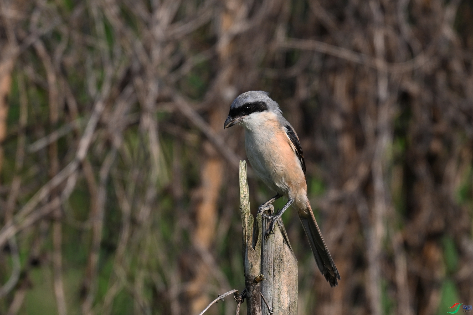 DSC_9045.JPG