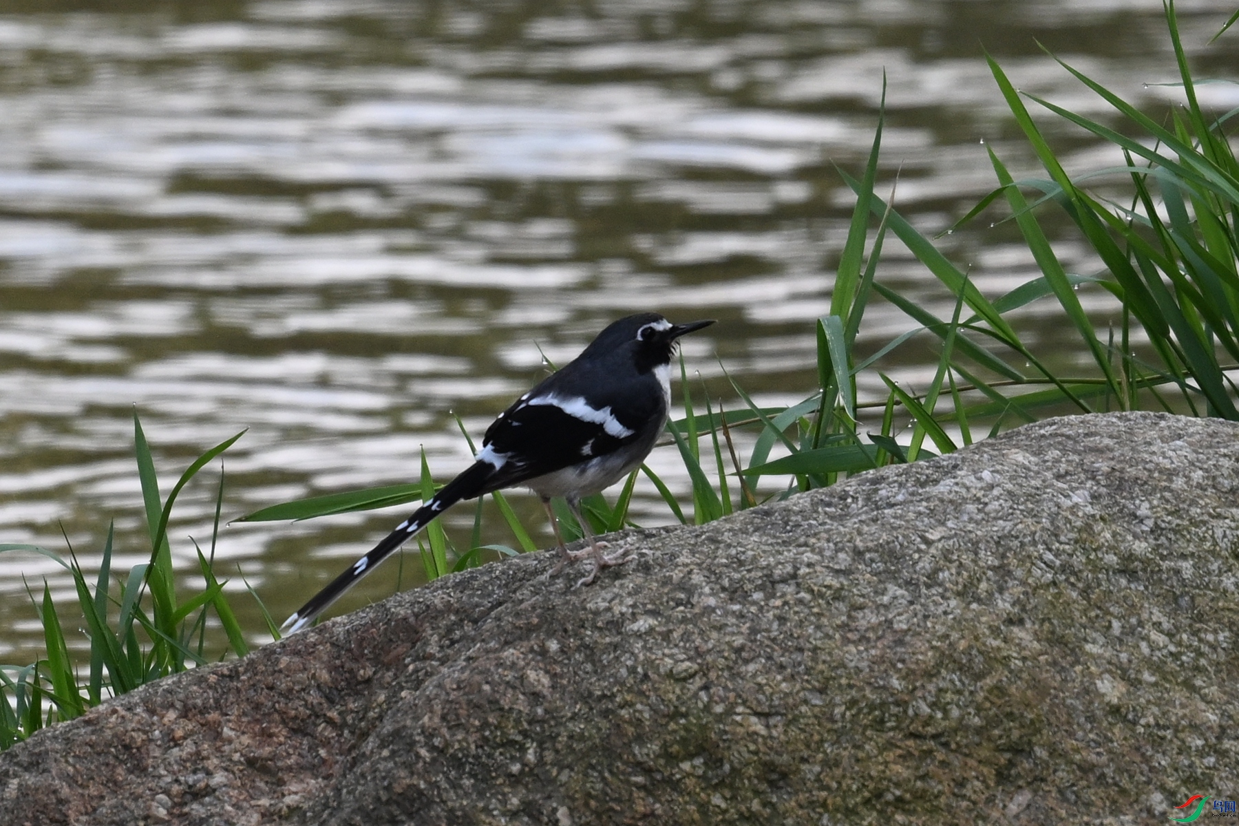 DSC_9096.JPG