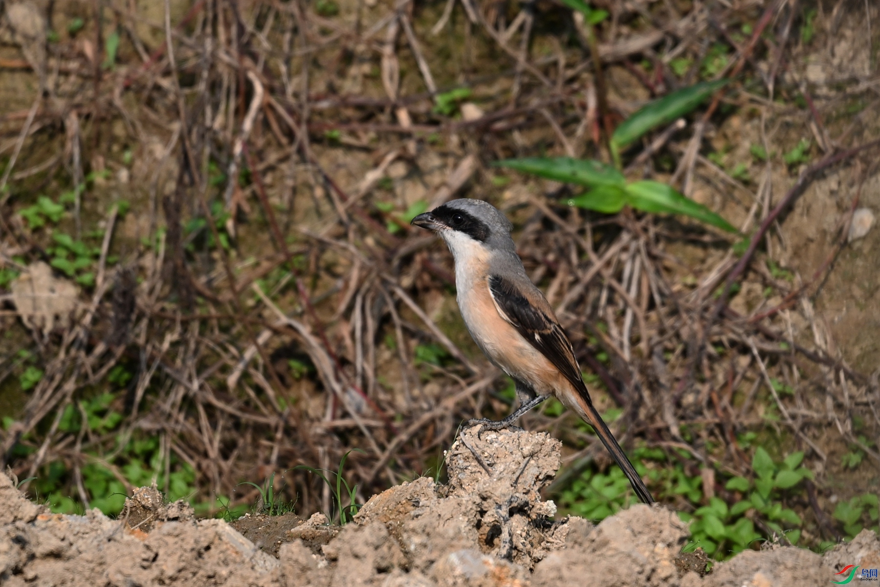 DSC_9048.JPG