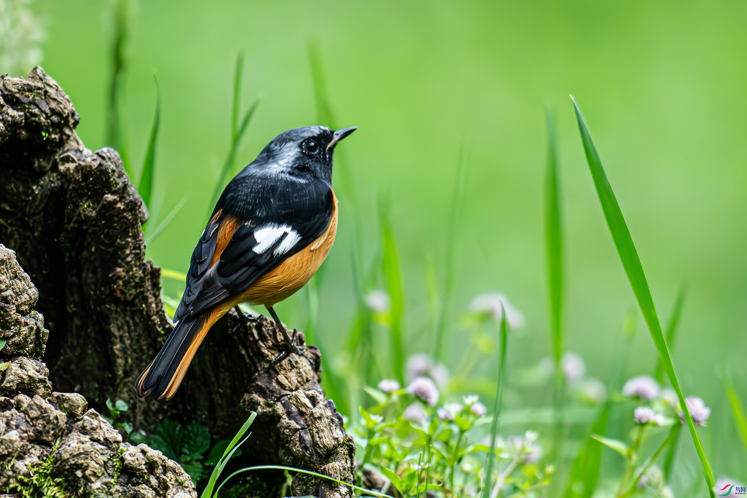 DSC_8667-����ǿ-NR1.jpg
