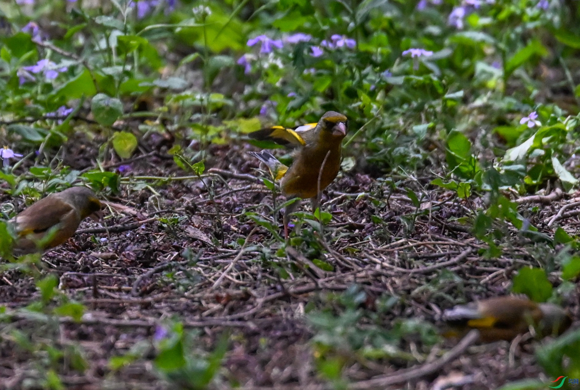 DSC_6873.jpg